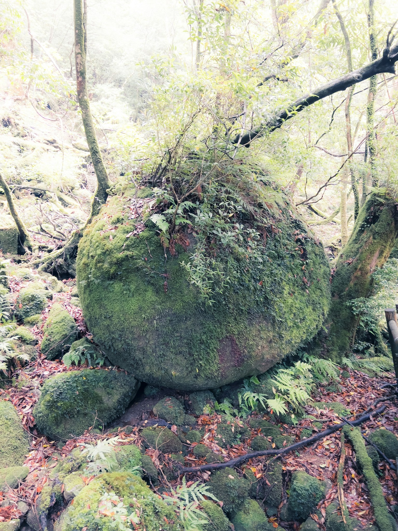 Large moss-covered stone with plants growing in a forest setting