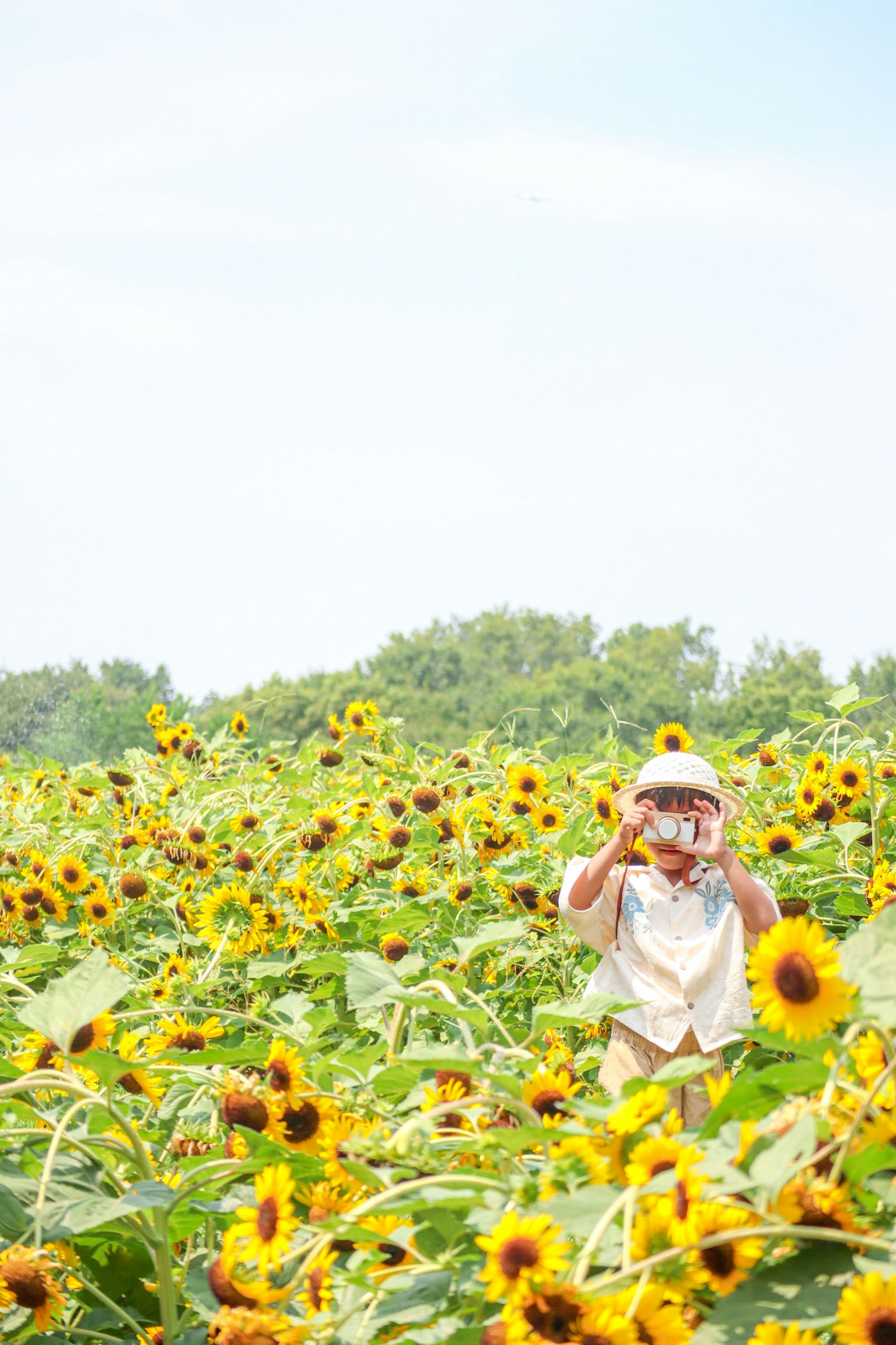 在向日葵田里玩的孩子