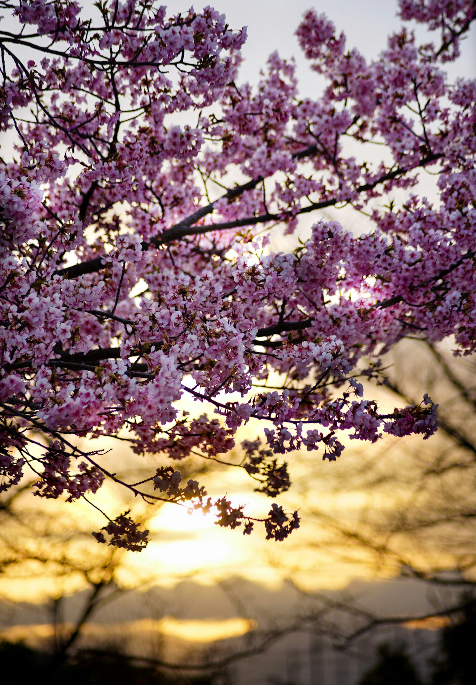 Primo piano di fiori di ciliegio con il tramonto sullo sfondo