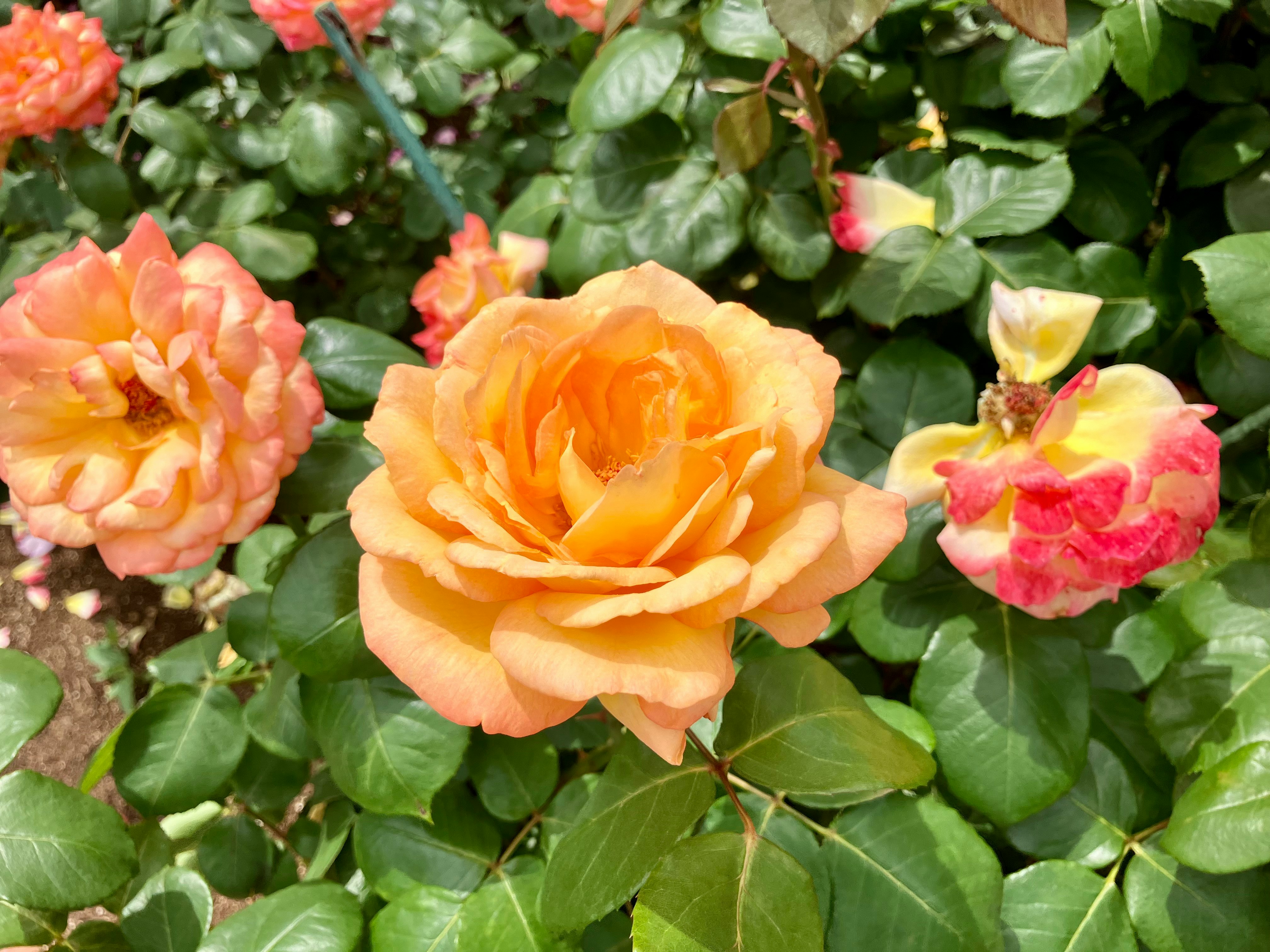 オレンジ色のバラが咲く花壇のアップ