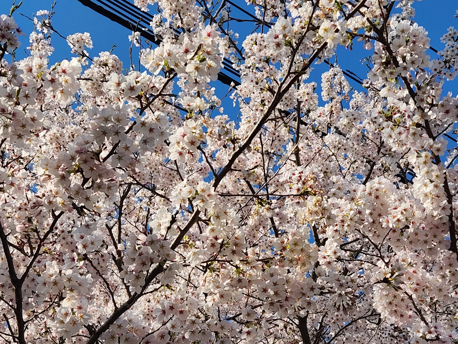 Fleurs de cerisier en pleine floraison sur fond de ciel bleu