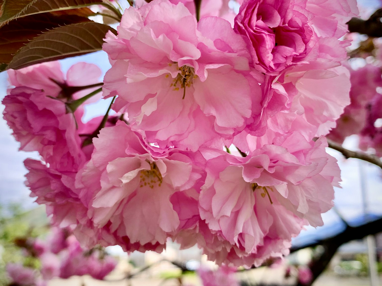 Close-up of blooming cherry blossoms in soft pink hues