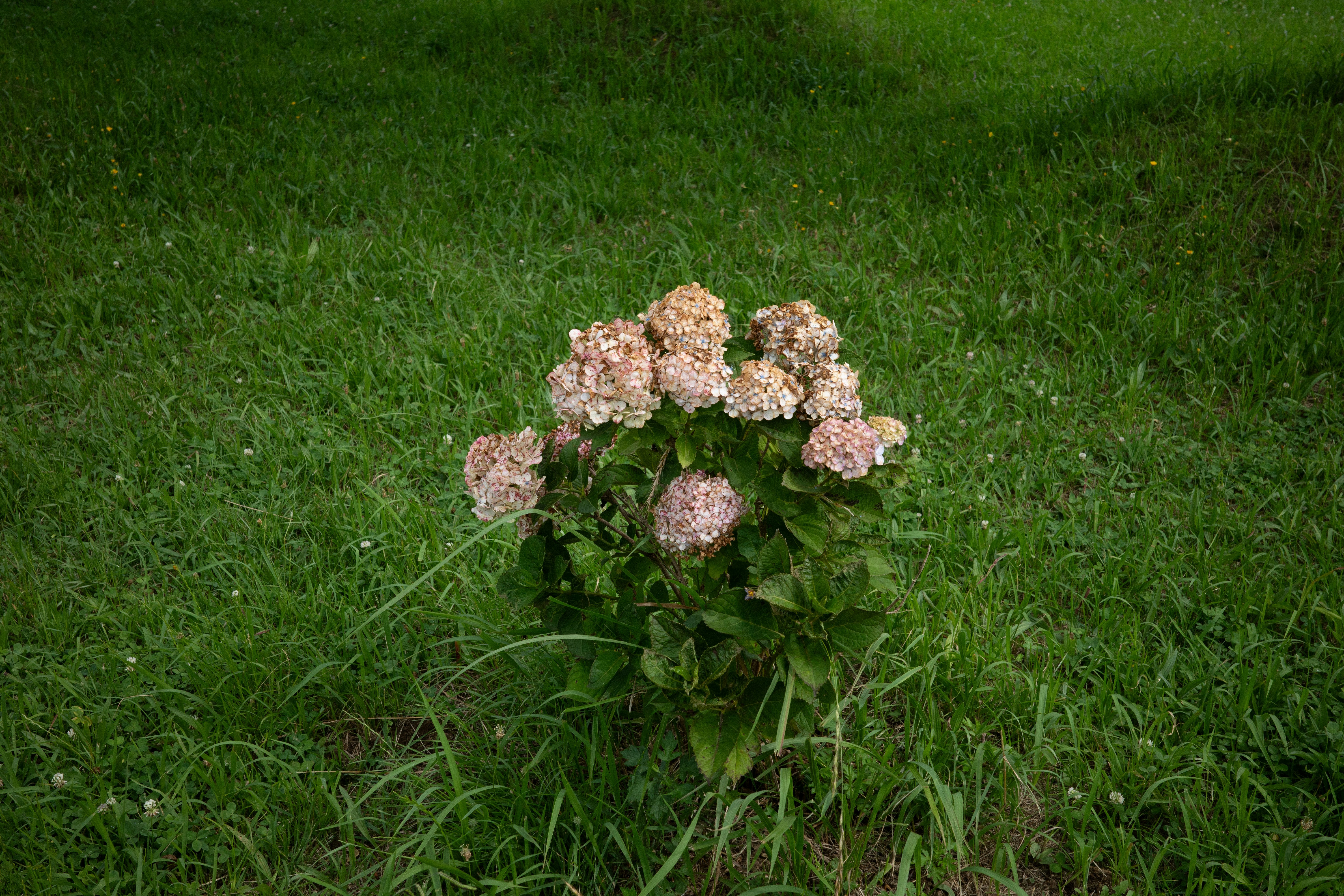 草地上摆放的花束