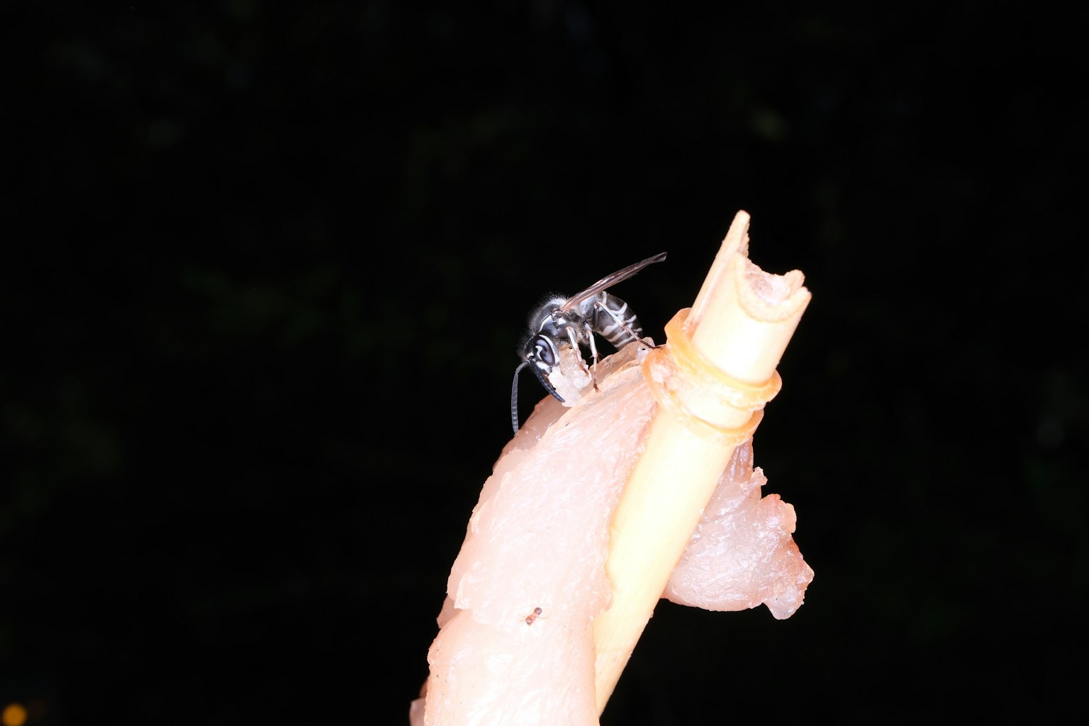 A small shrimp perched on a bamboo straw
