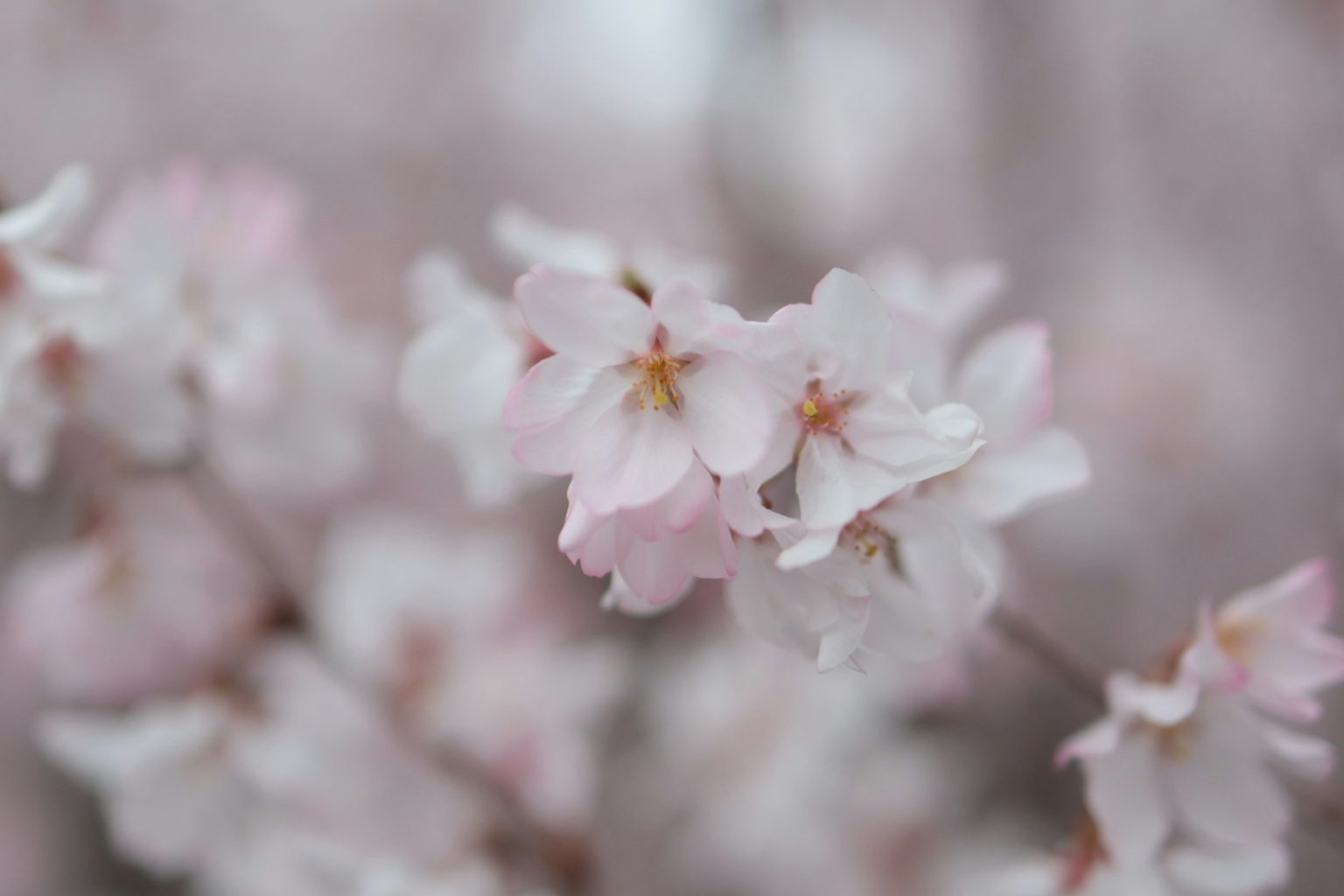 Gros plan de fleurs de cerisier rose pâle