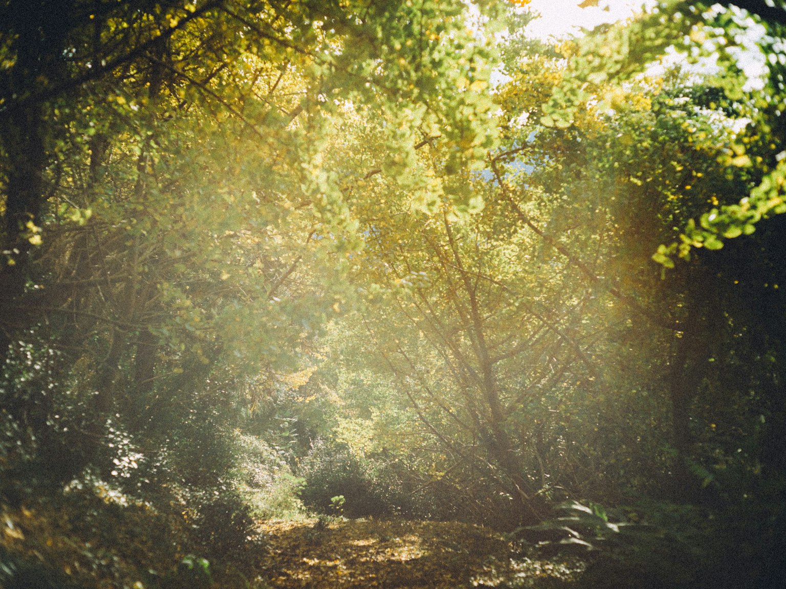 Sunlight streaming through a lush forest creating a serene atmosphere