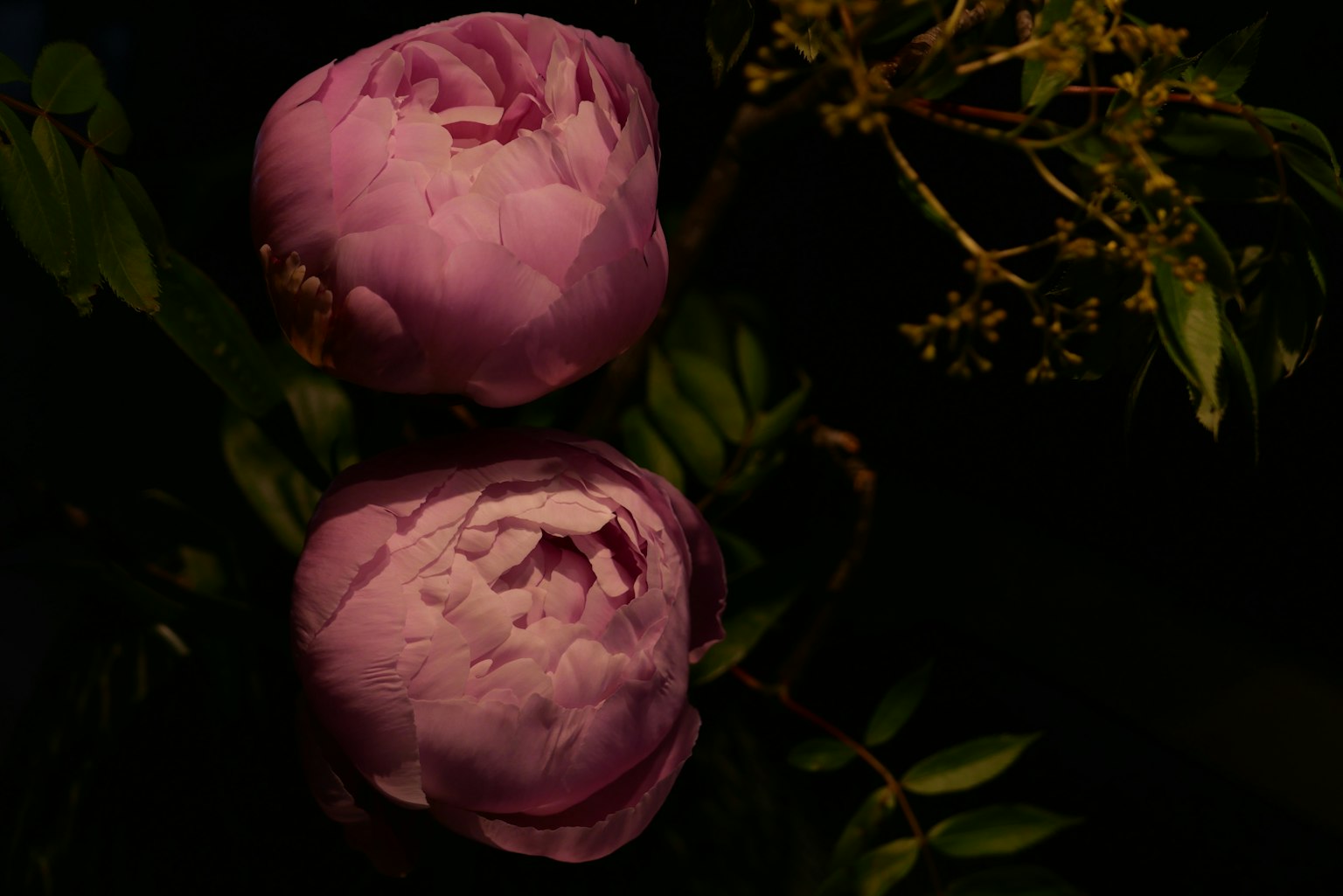 Due fiori di peonia con petali rosa chiaro circondati da foglie verdi