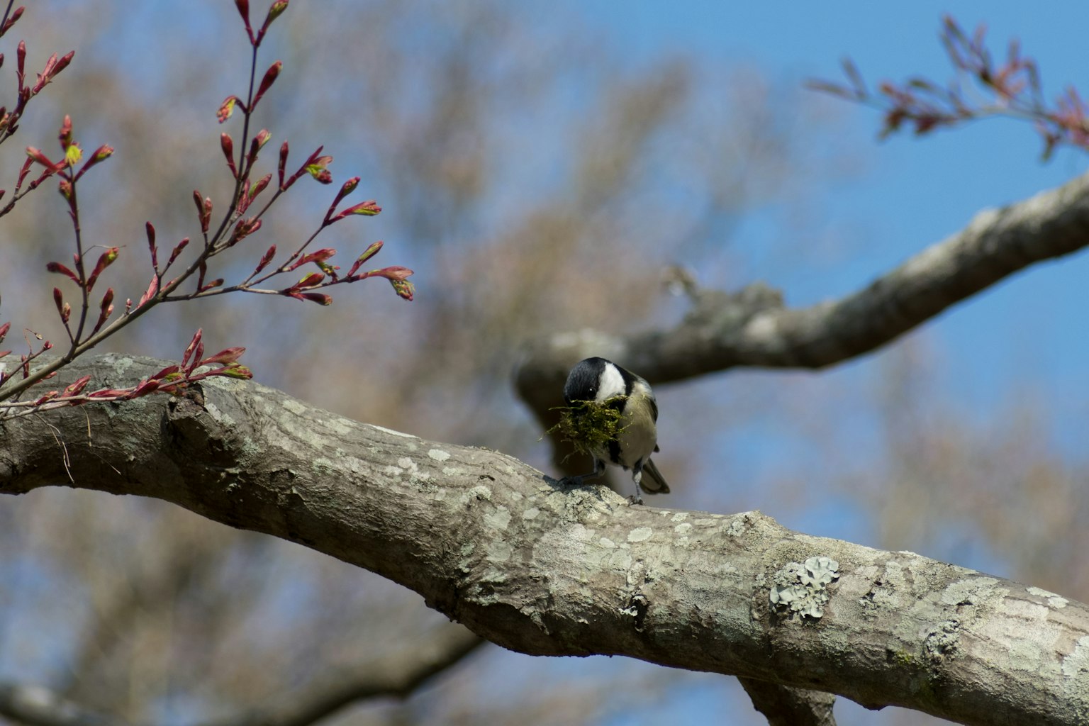 A vibrant bird perched on a tree branch