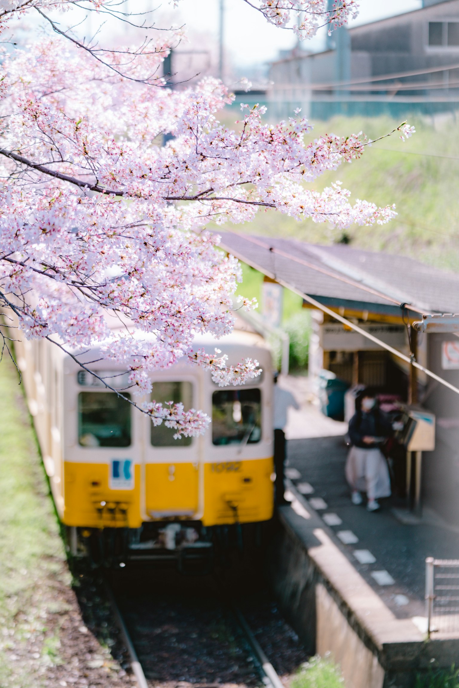 Yellow train stopped at a station with blooming cherry blossoms