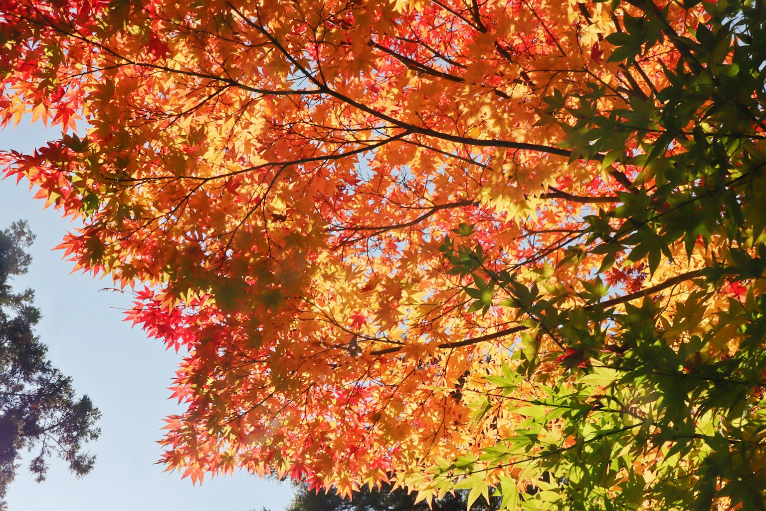 Vibrant autumn leaves of maple trees contrasting with a clear blue sky