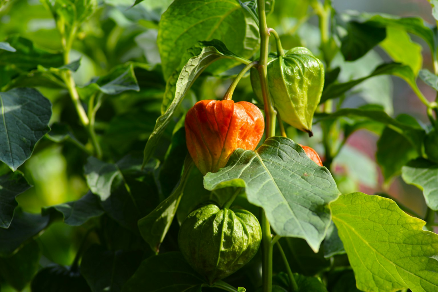Planta de physalis con un fruto naranja rodeado de hojas verdes