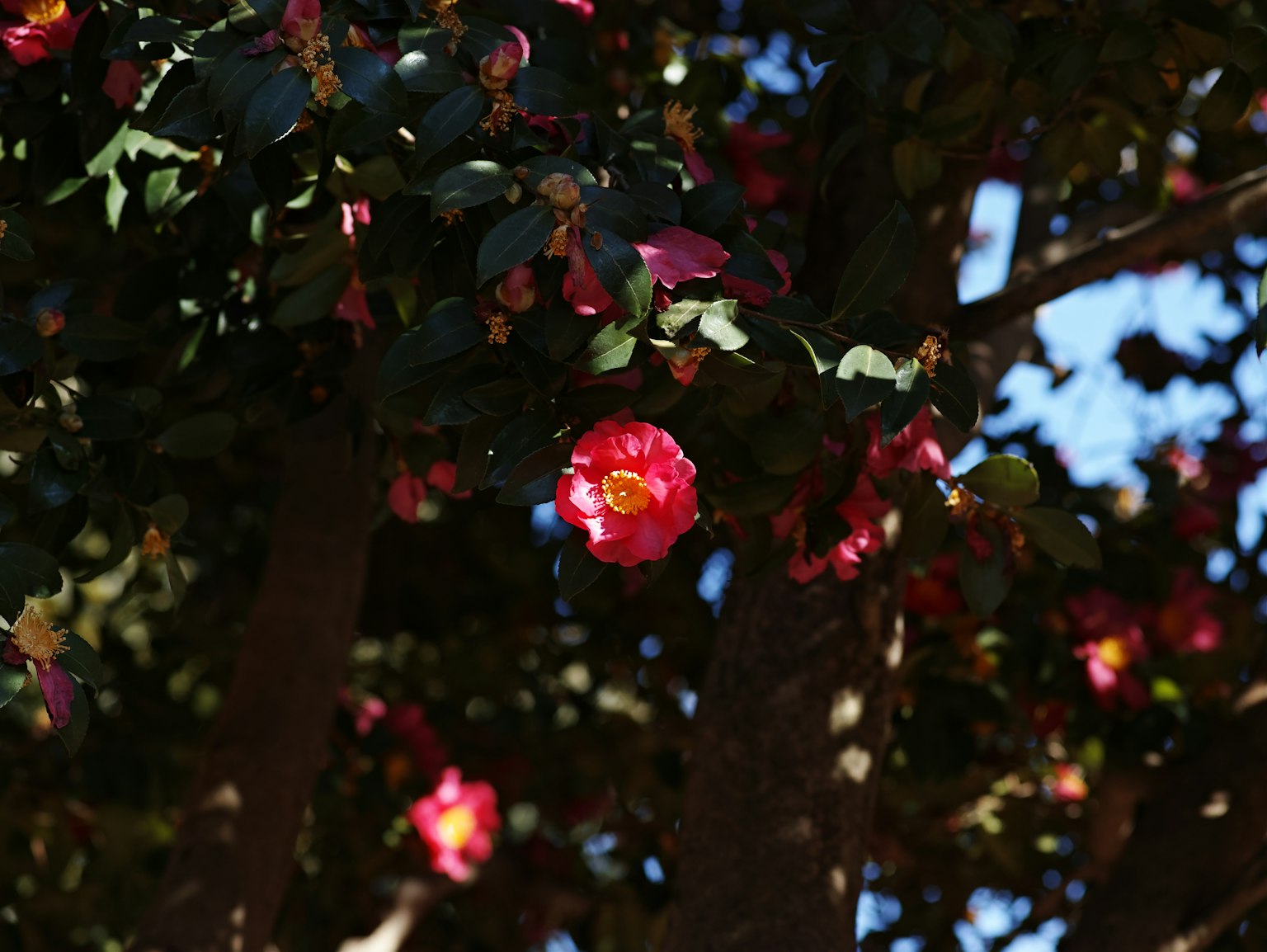 Branch of a tree with vibrant red flowers and green leaves