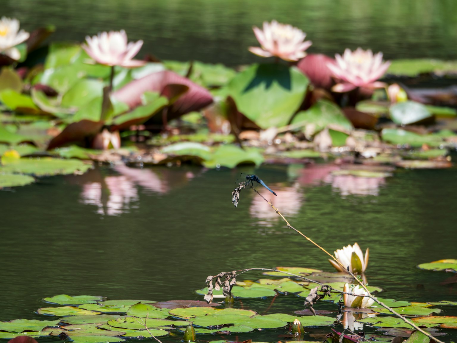 Ein ruhiger Teich mit schwimmenden Lotusblüten und grünen Seerosenblättern