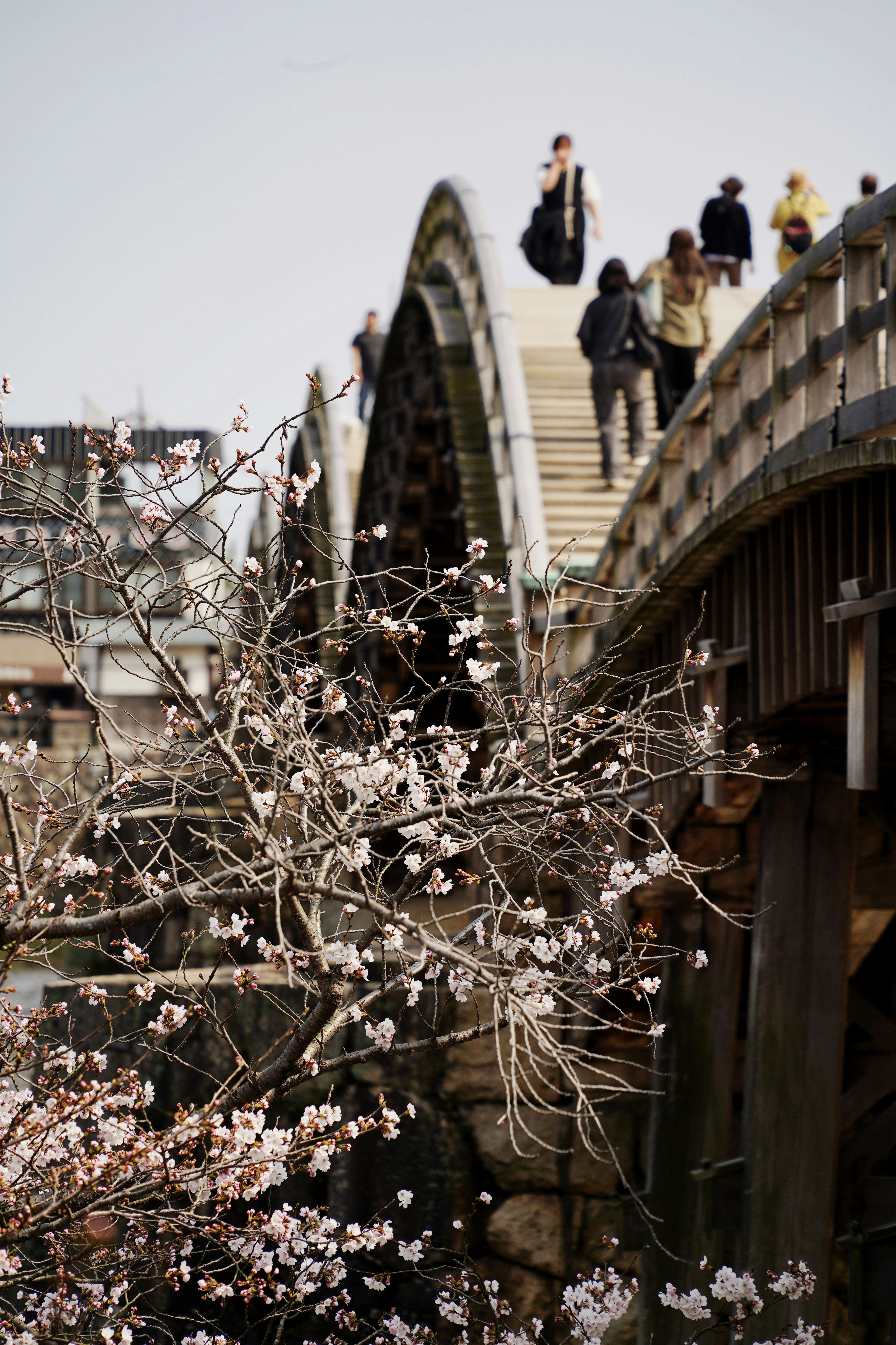 錦帯橋の石畳と桜並木のある景観