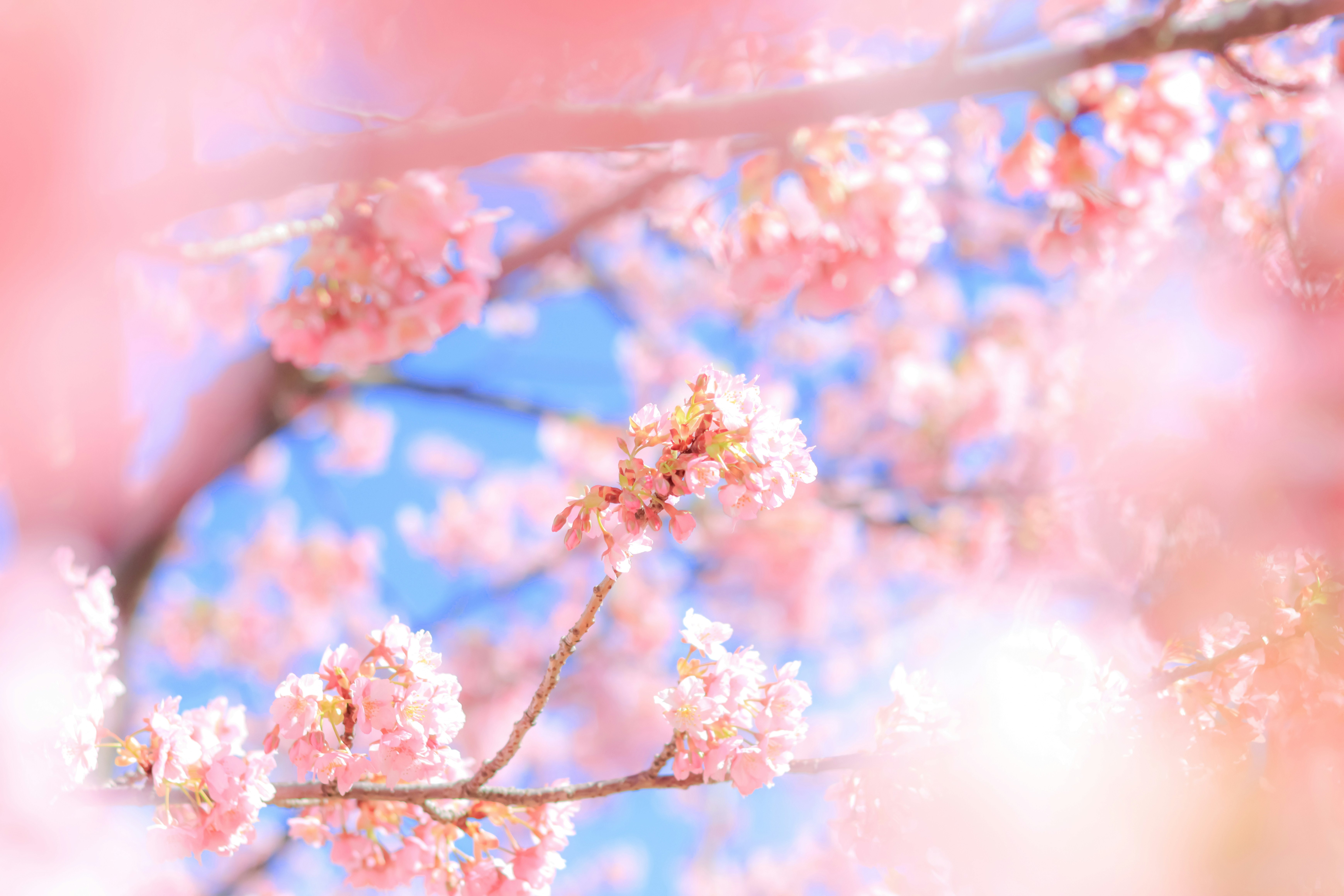 close-up of Kawazu cherry blossoms on a branch
