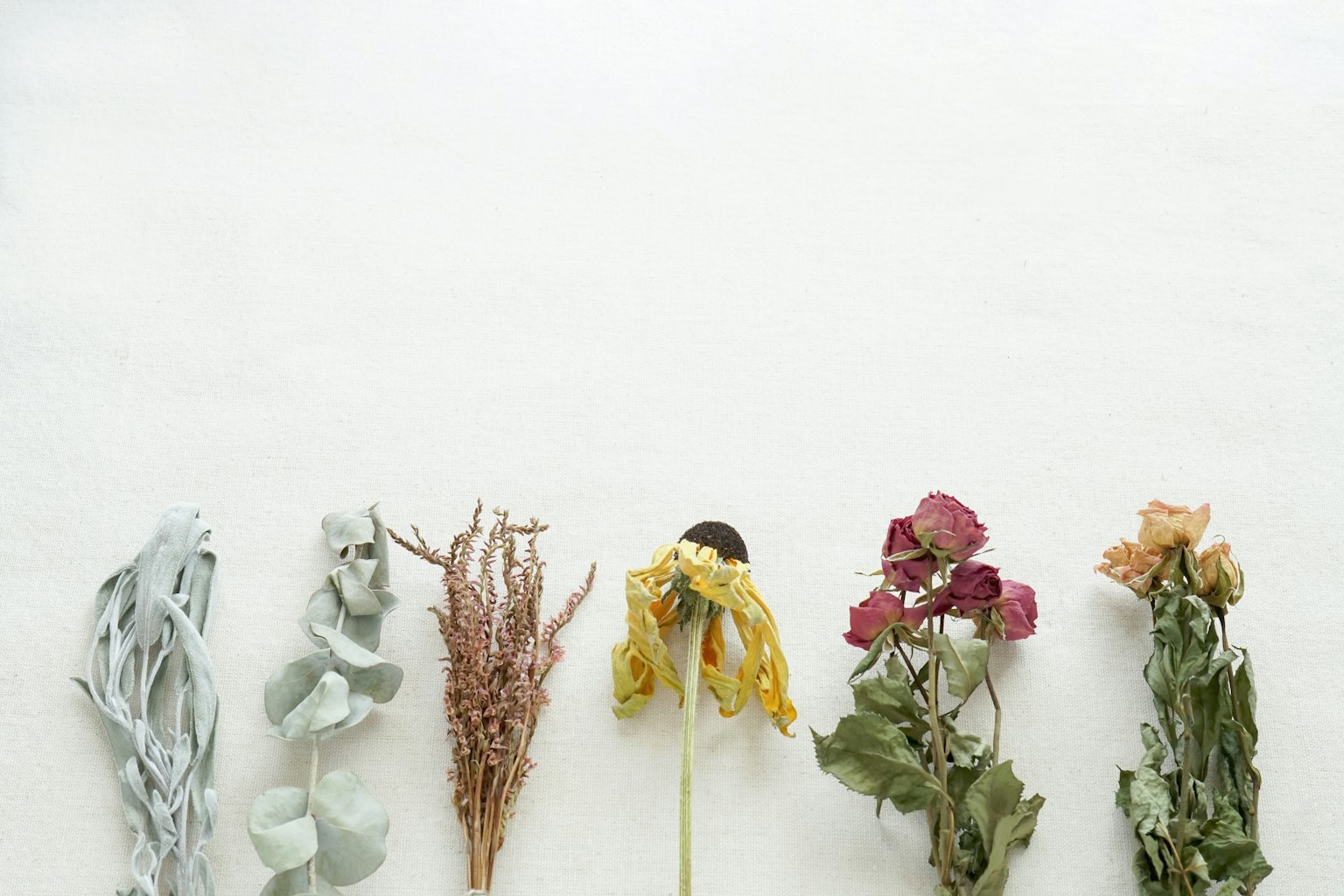 An arrangement of dried flowers displayed on a simple background