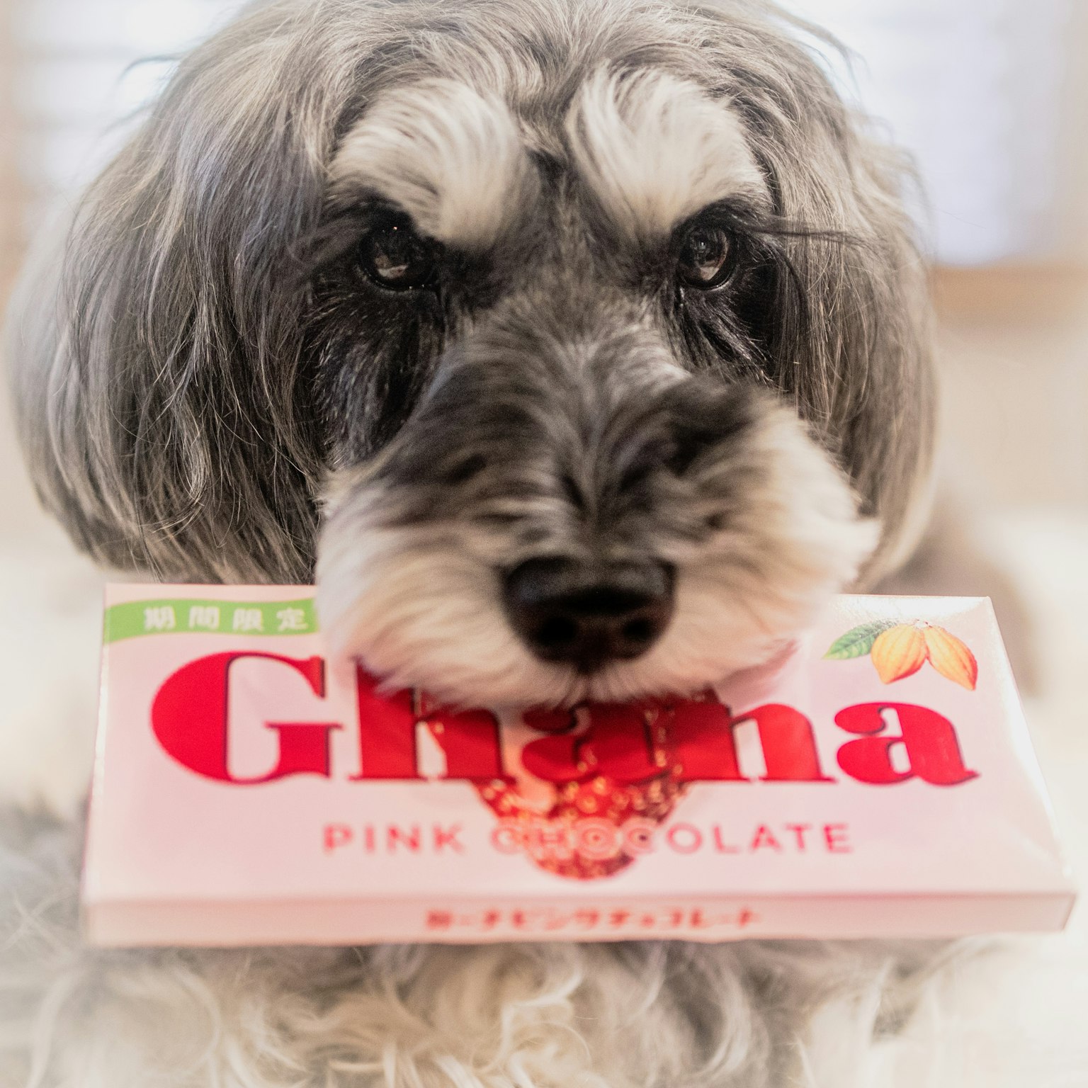 Dog holding Ghana pink chocolate in its mouth