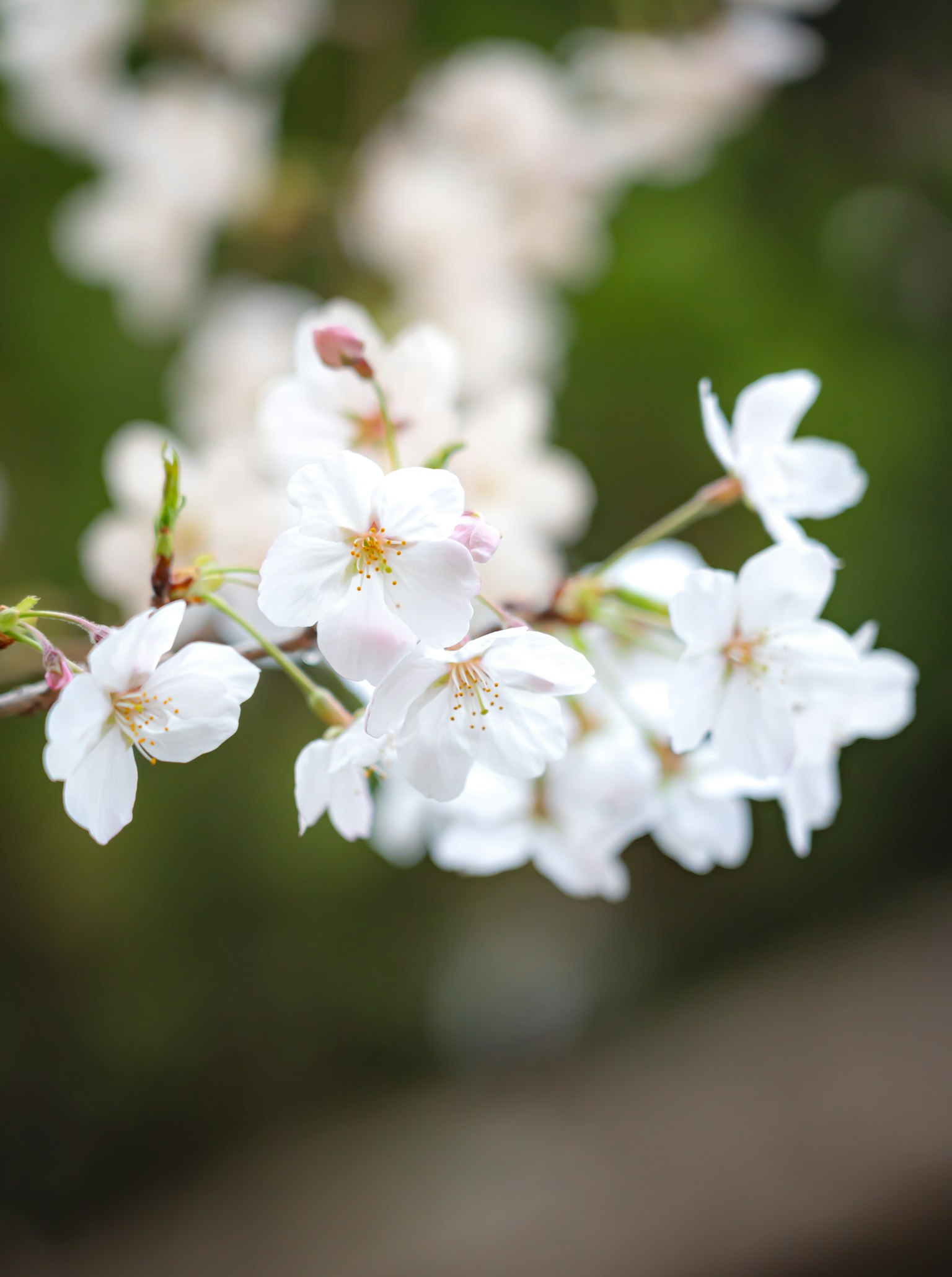 Nahaufnahme von weißen Kirschblüten an einem Zweig