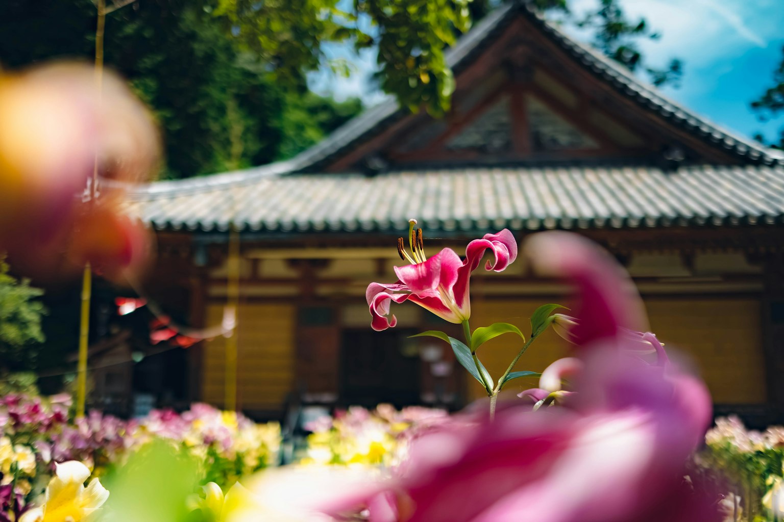 Flores vibrantes con un edificio tradicional de fondo