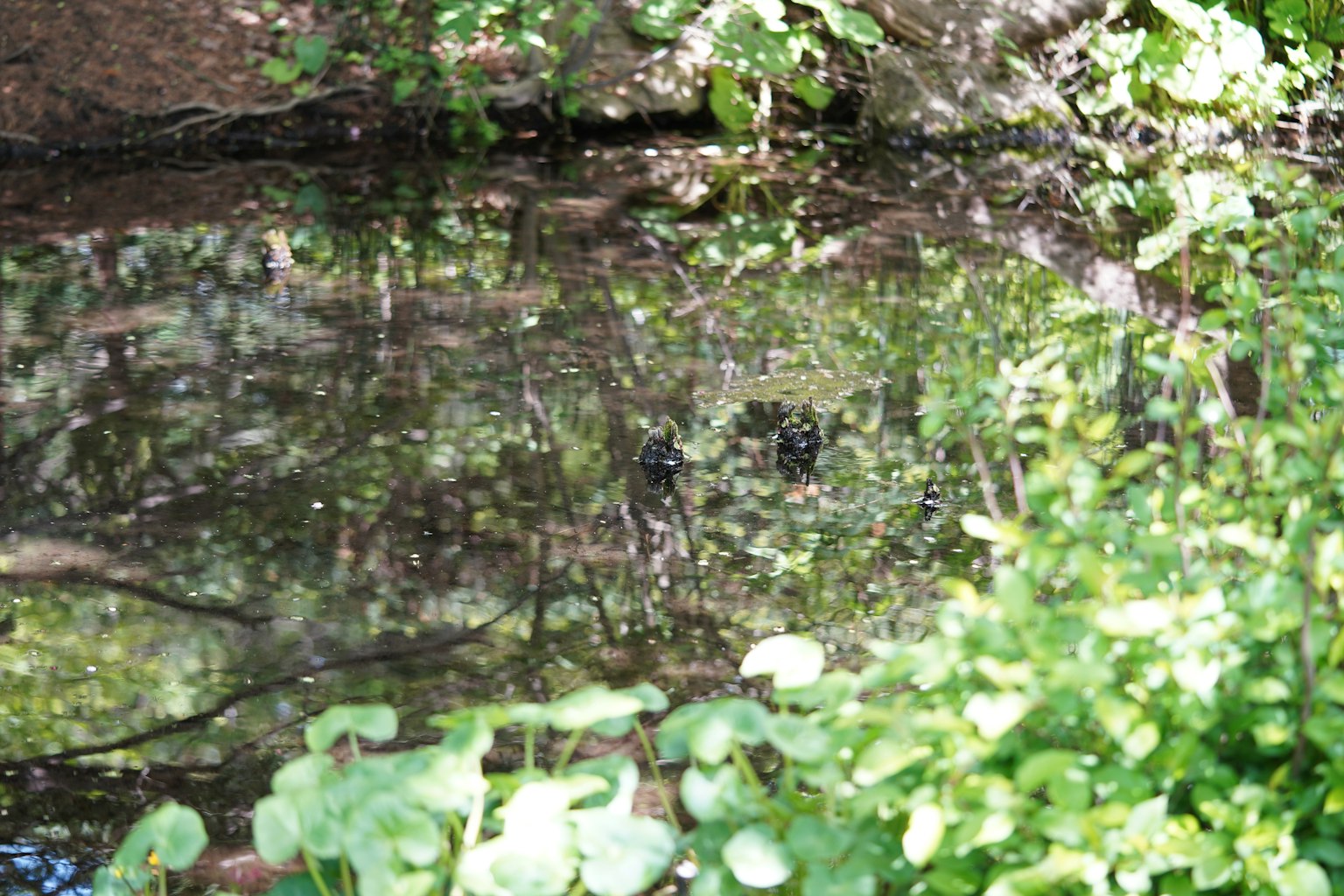 Refleksi dari tanaman hijau dan pohon di permukaan tenang kolam