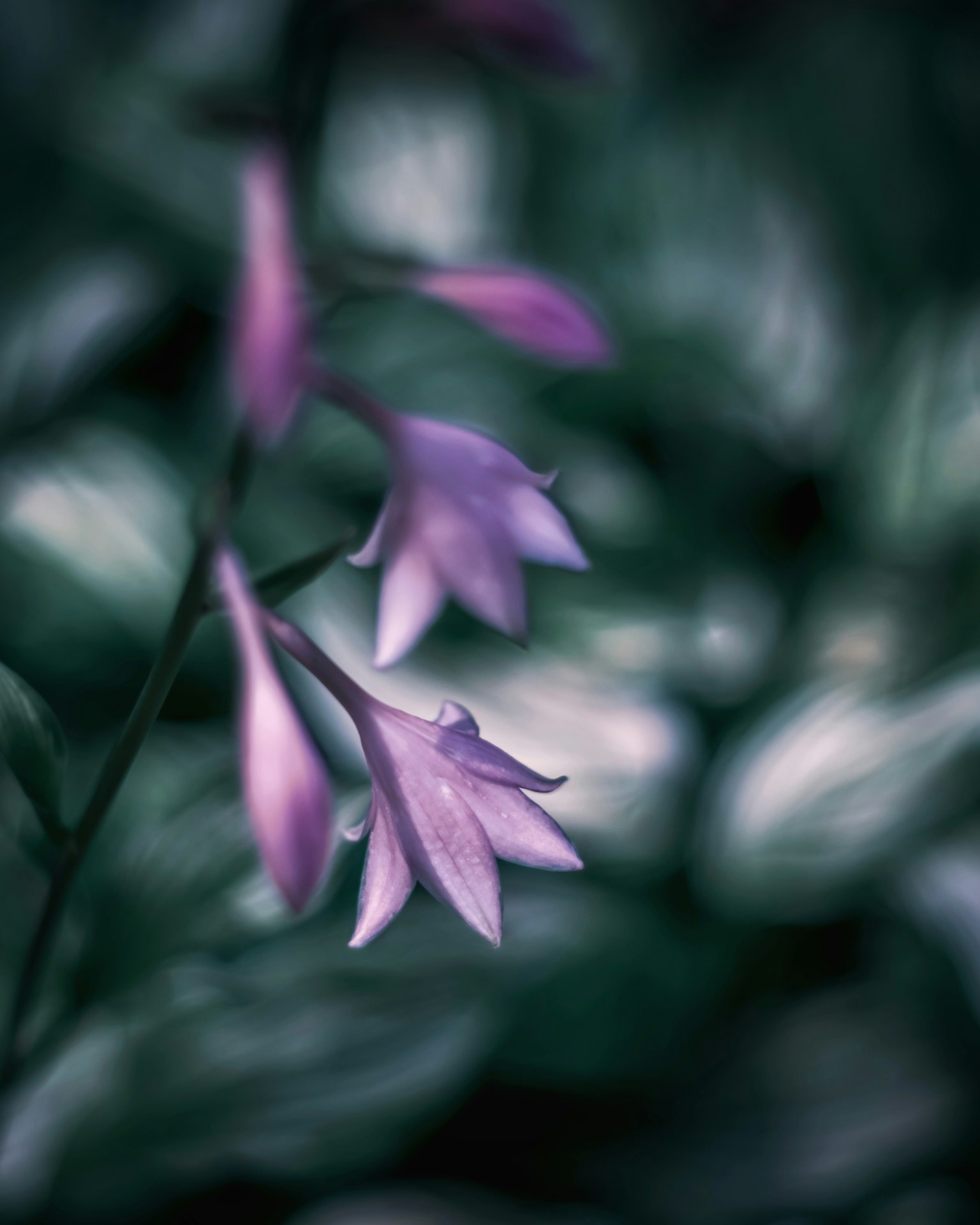 Image magnifique de fleurs violettes sur un fond flou