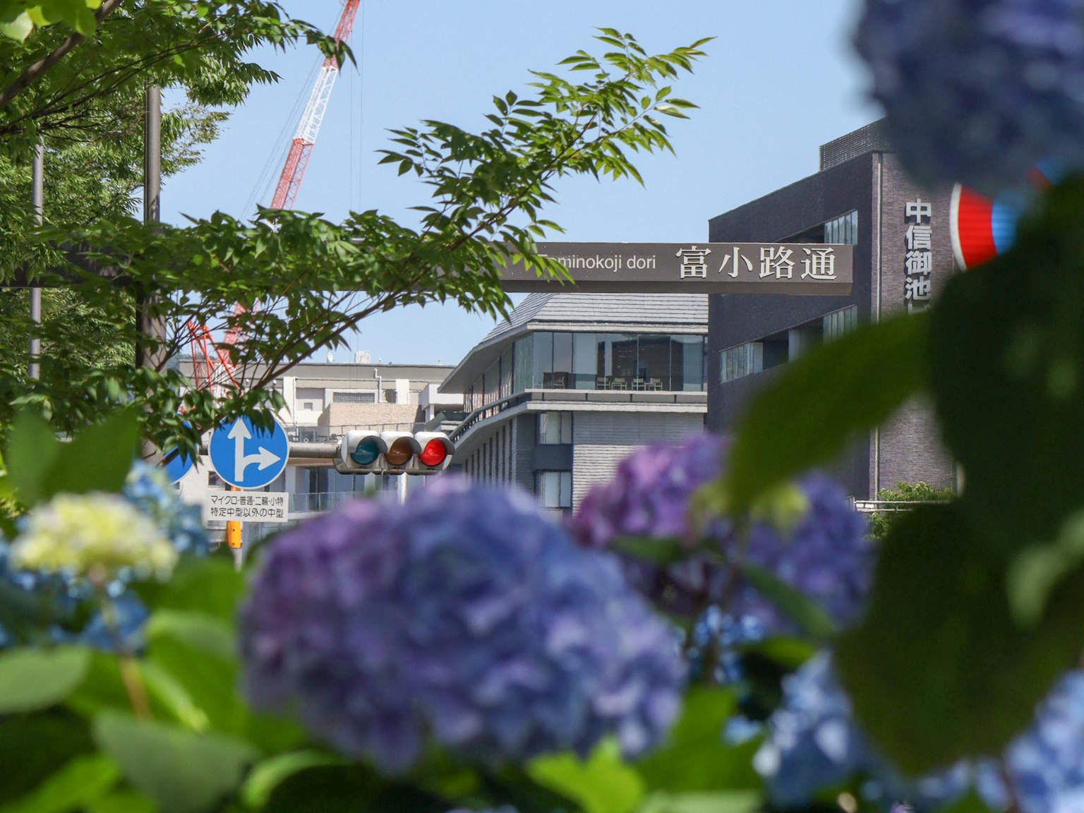 Hortensia biru membingkai pemandangan kota