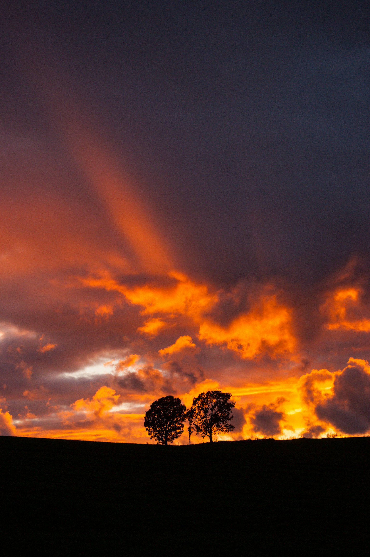 Silueta de dos árboles contra un vibrante cielo de atardecer