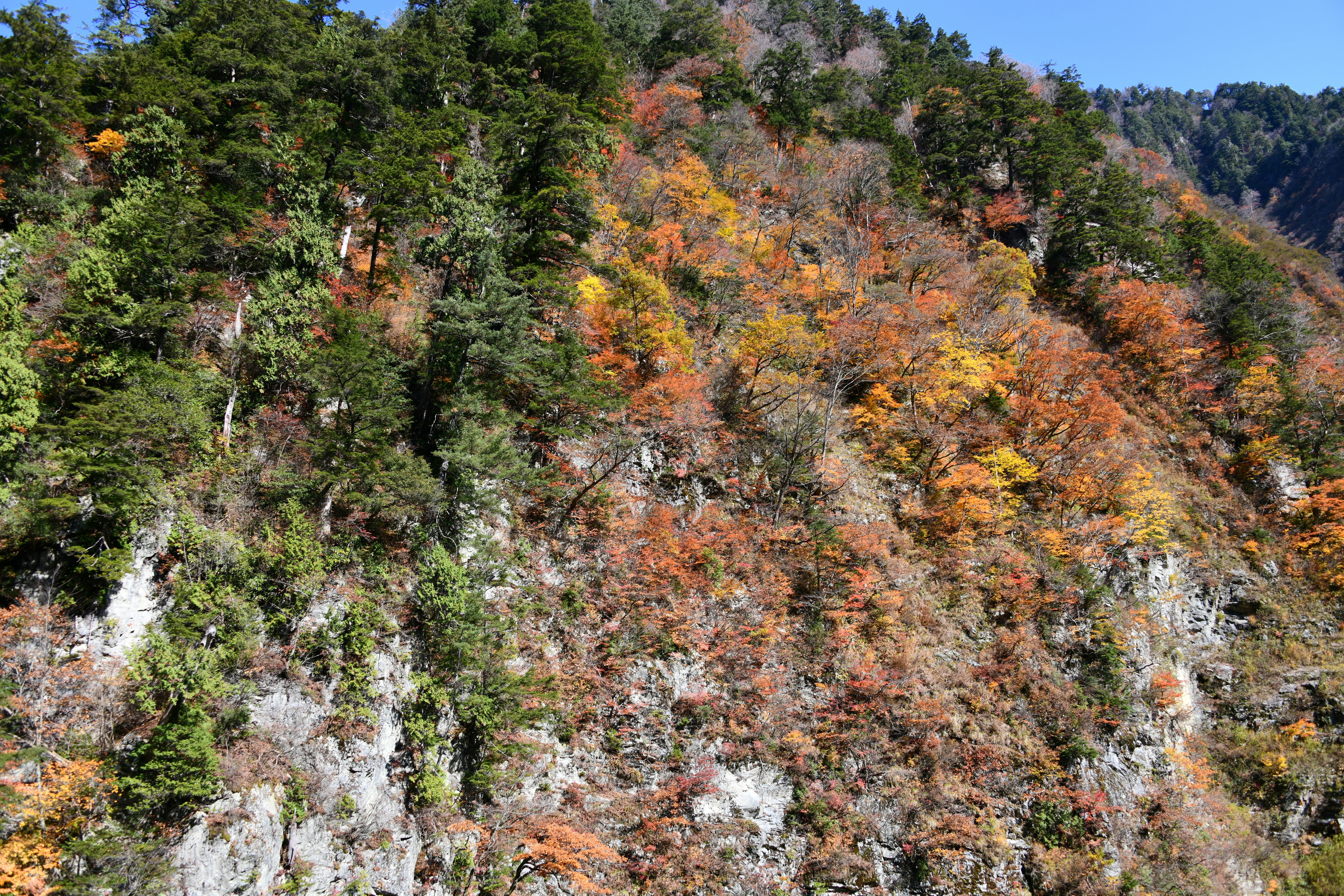 Mountain slope covered with colorful autumn foliage