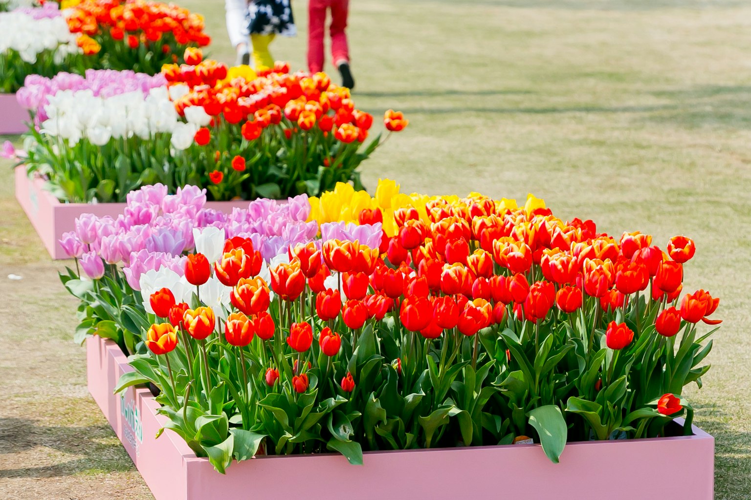 Vườn tulip đầy màu sắc với những bông hoa đỏ và tím rực rỡ