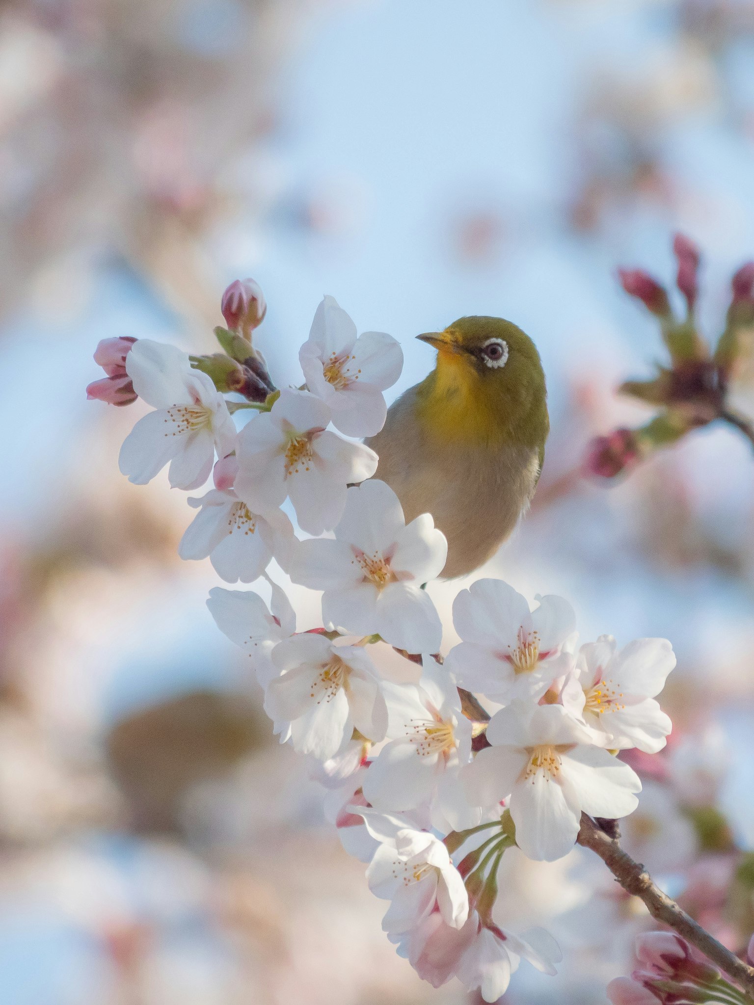 Primo piano di un piccolo uccello tra i fiori di ciliegio