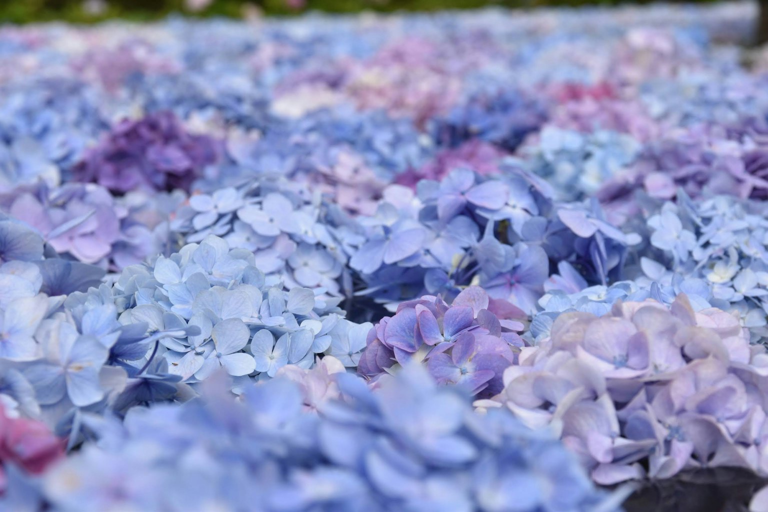 Primo piano di fiori di ortensia colorati