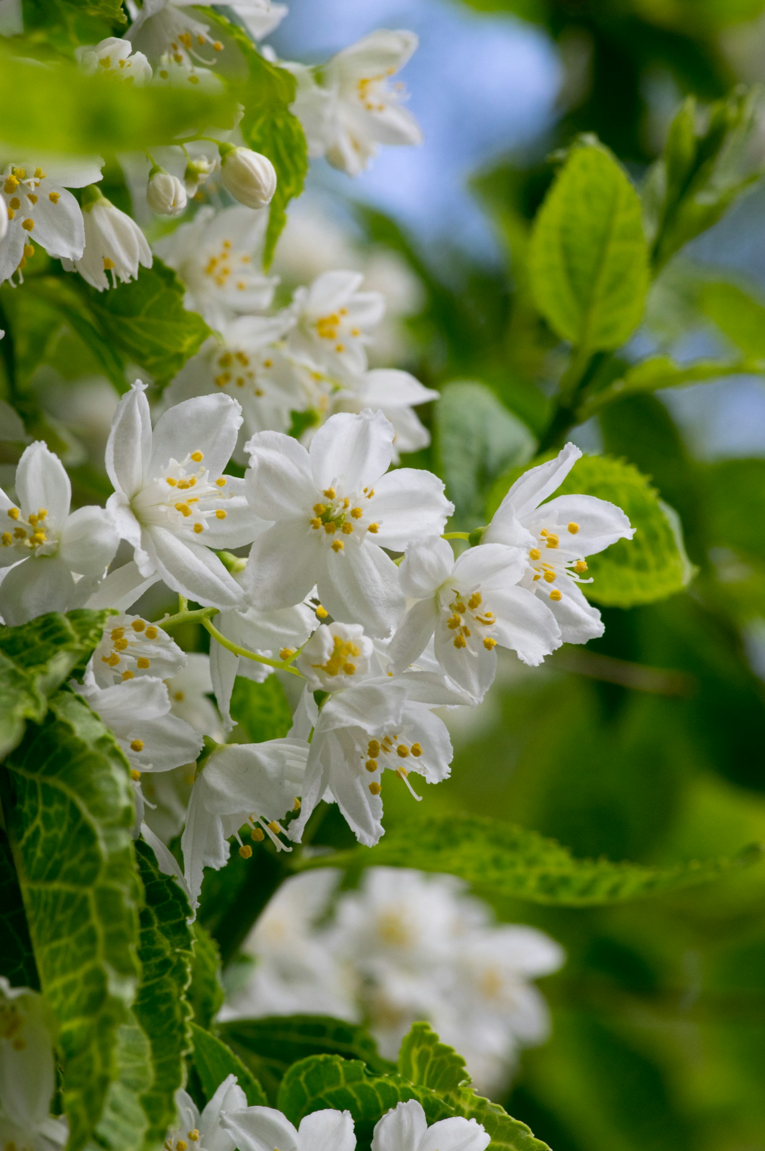 Primo piano di una pianta con fiori bianchi e foglie verdi