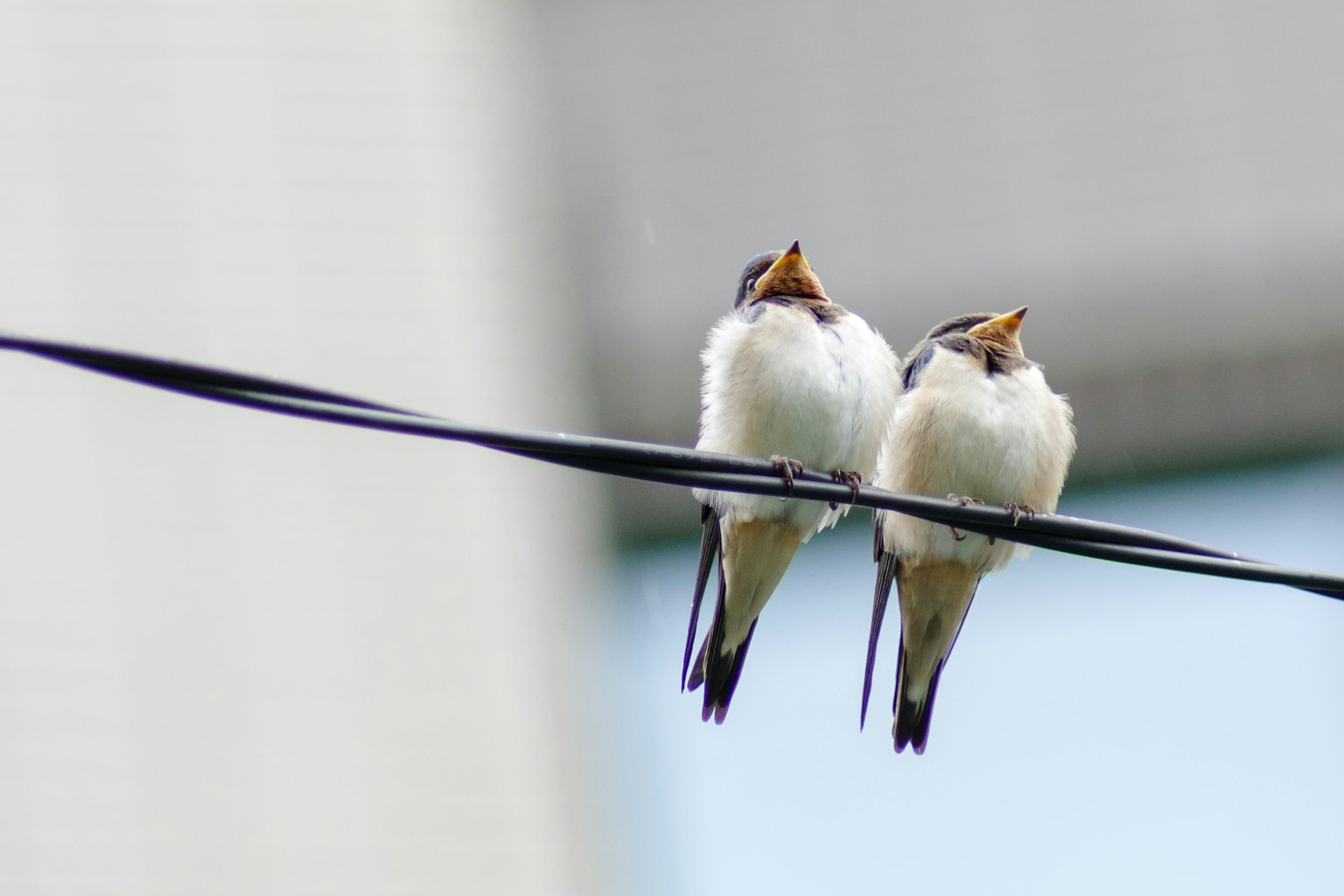 Due piccoli uccelli appollaiati su un filo con il becco aperto