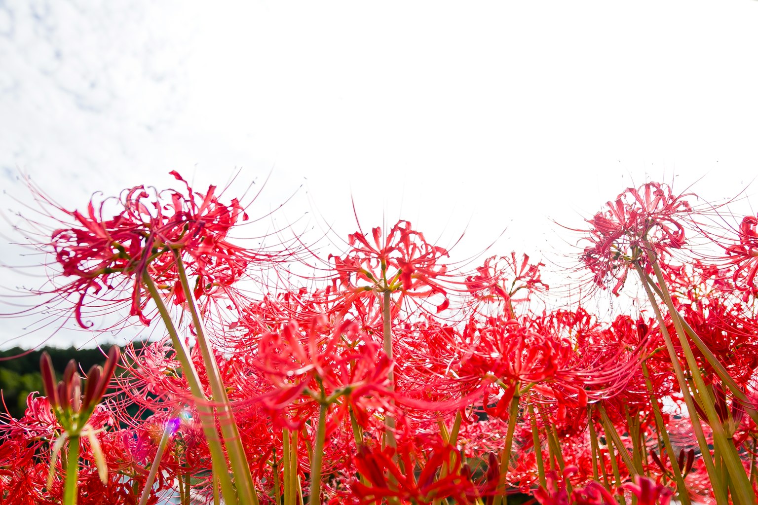 盛開的紅色彼岸花的風景