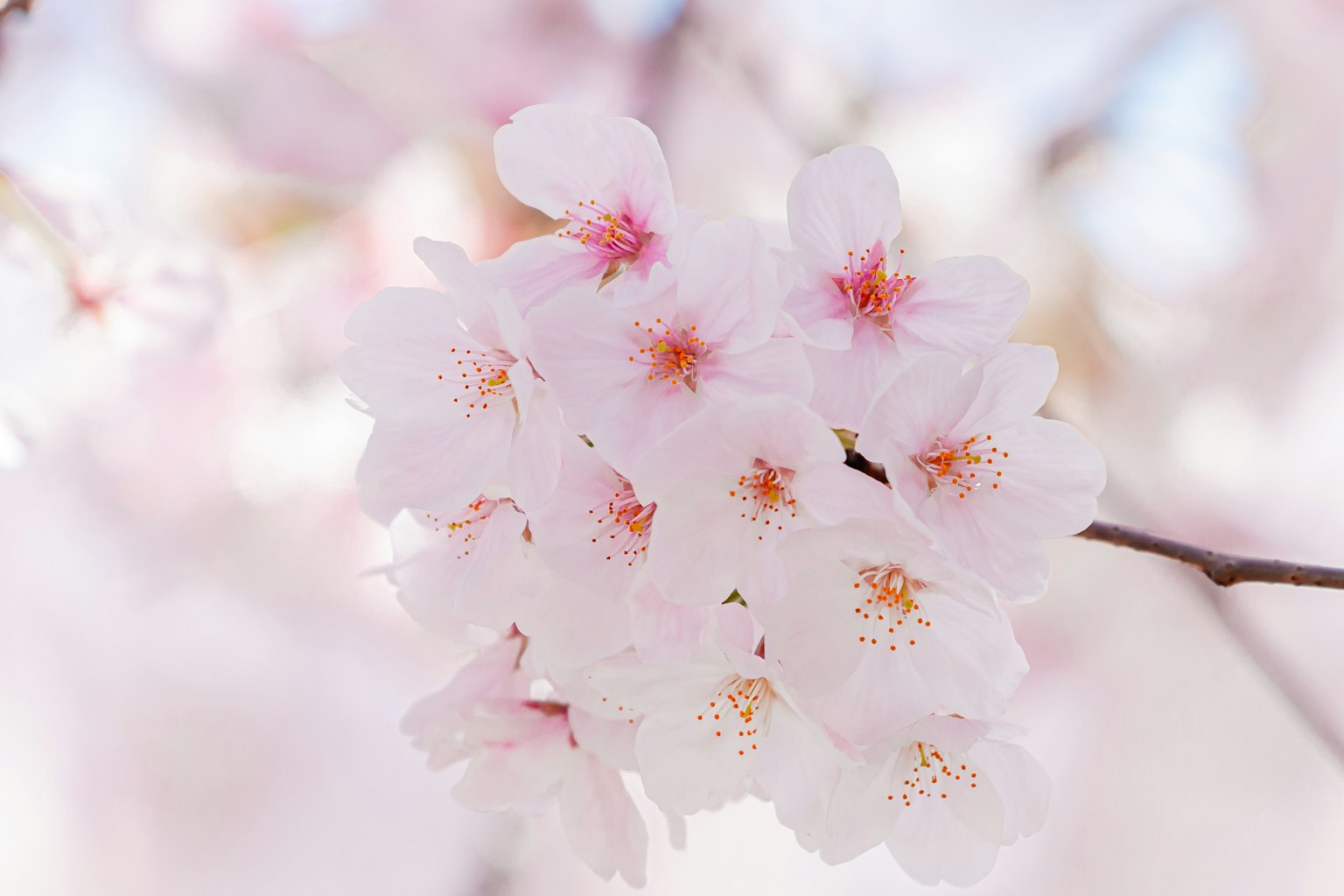Belle image de fleurs de cerisier dans des teintes roses douces