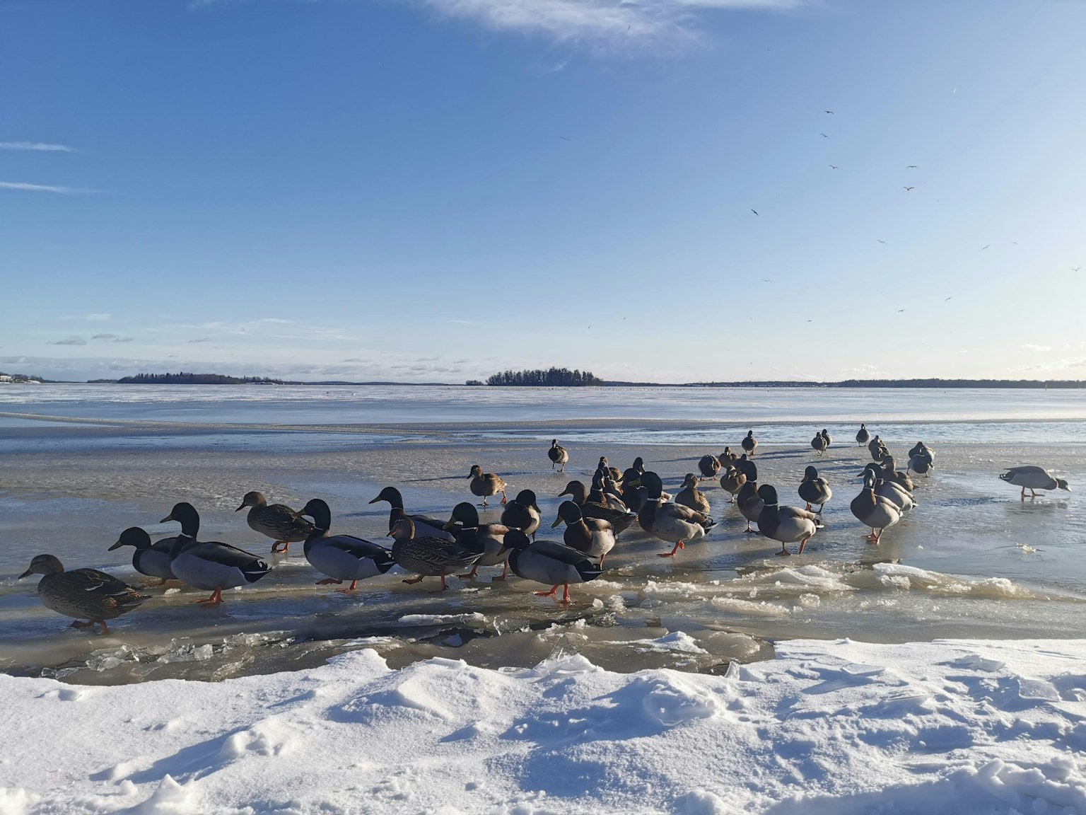 Un grupo de patos nadando en un lago rodeado de nieve y hielo bajo un cielo azul