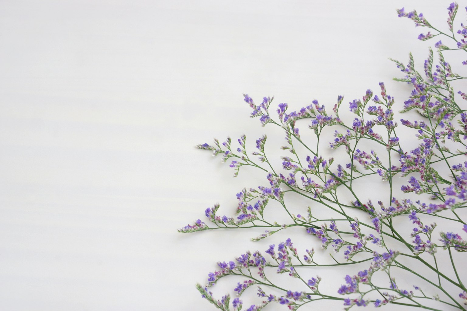 Un ramo con piccoli fiori viola su uno sfondo chiaro
