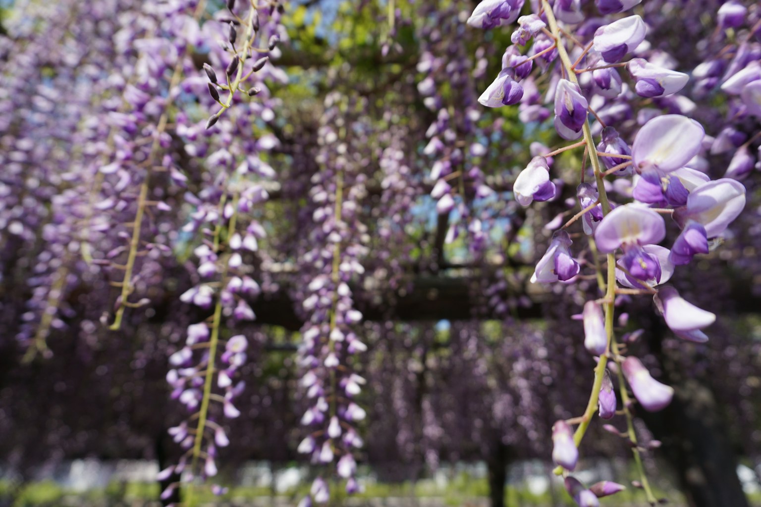 Pemandangan indah bunga wisteria yang menggantung
