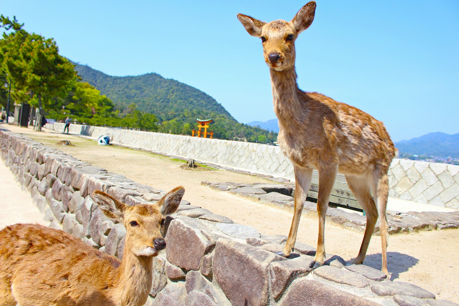 Two deer standing near a stone wall in a sunny park