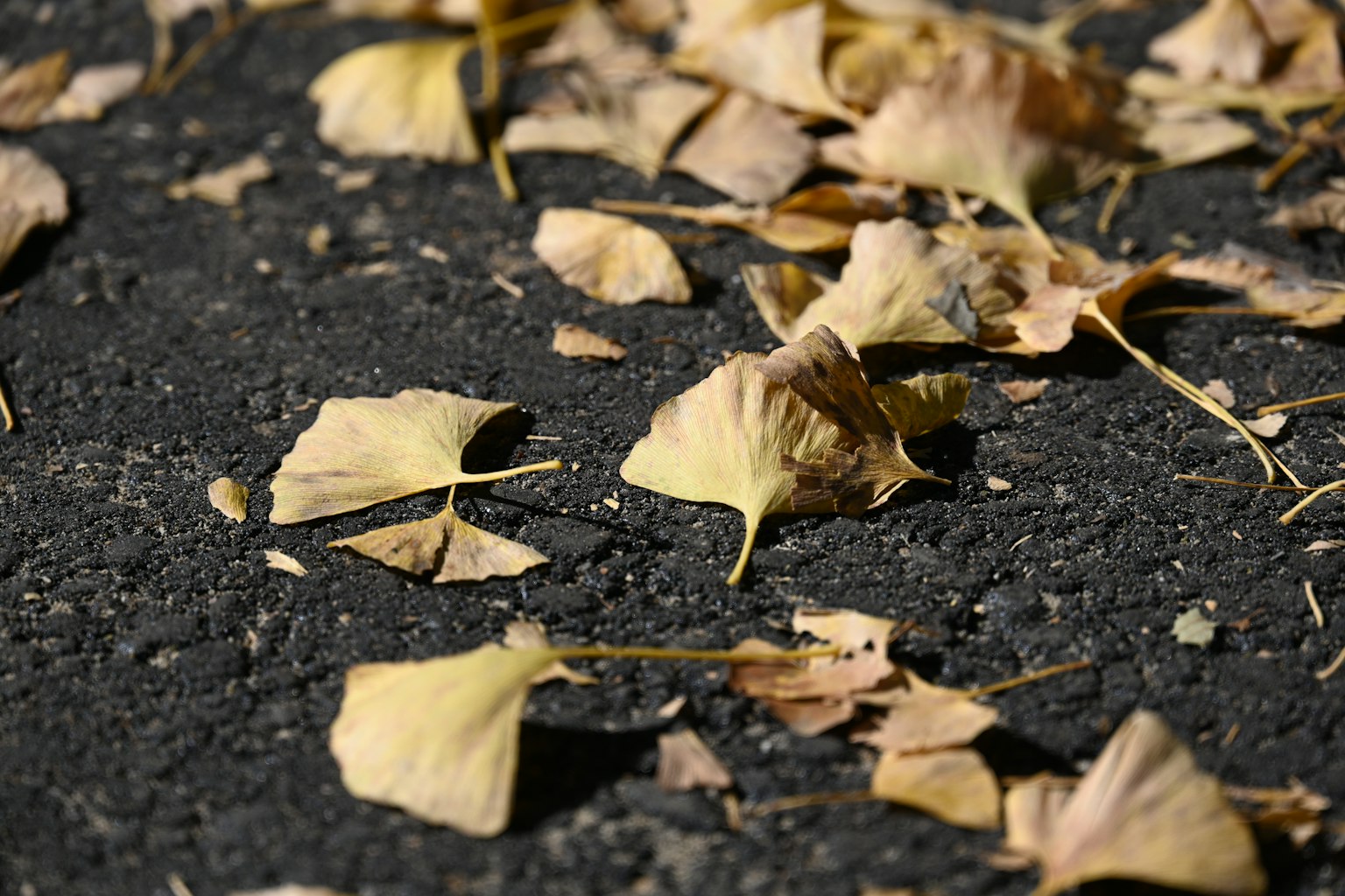 Kedekatan daun kuning yang berserakan di tanah