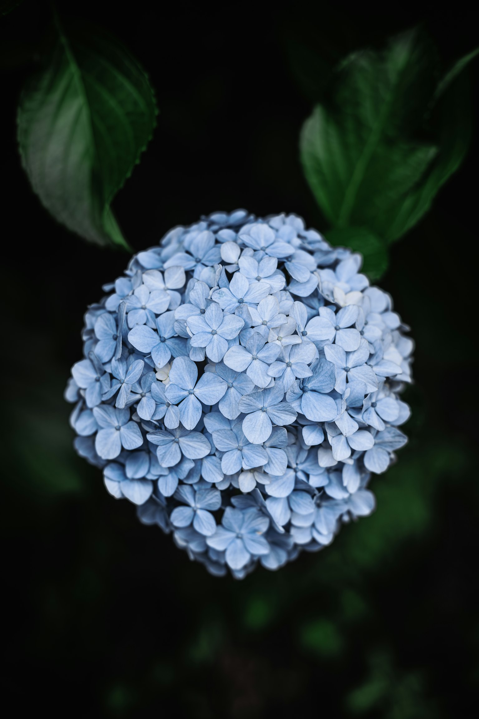Raggruppamento rotondo di fiori blu con foglie verdi