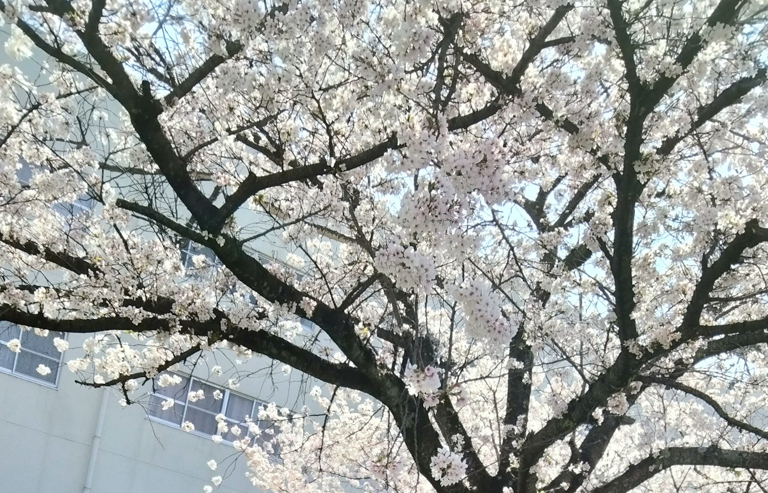 Acercamiento de un árbol de cerezo con flores rosas frente a un edificio