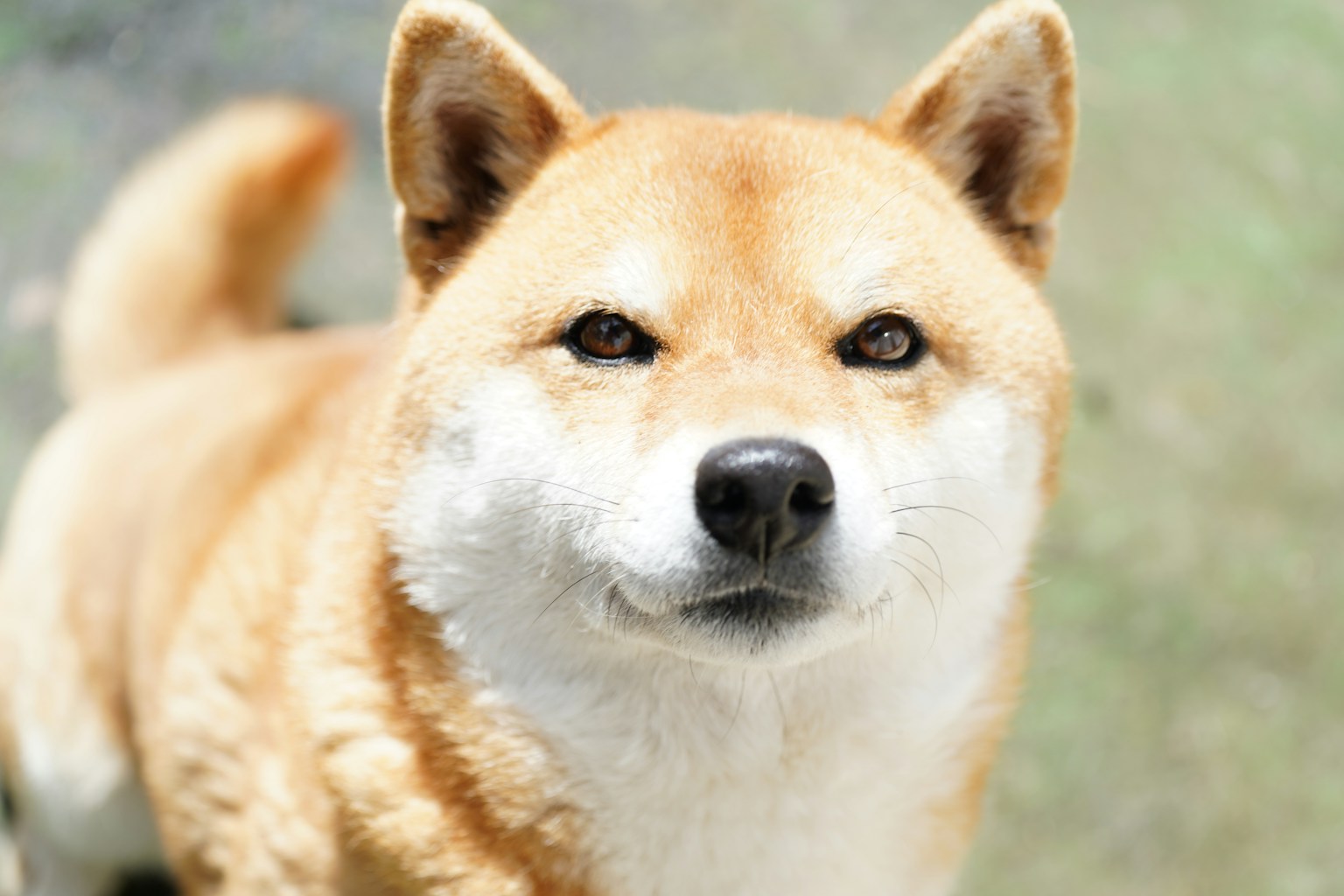 카메라를 바라보는 시바견의 독특한 표정