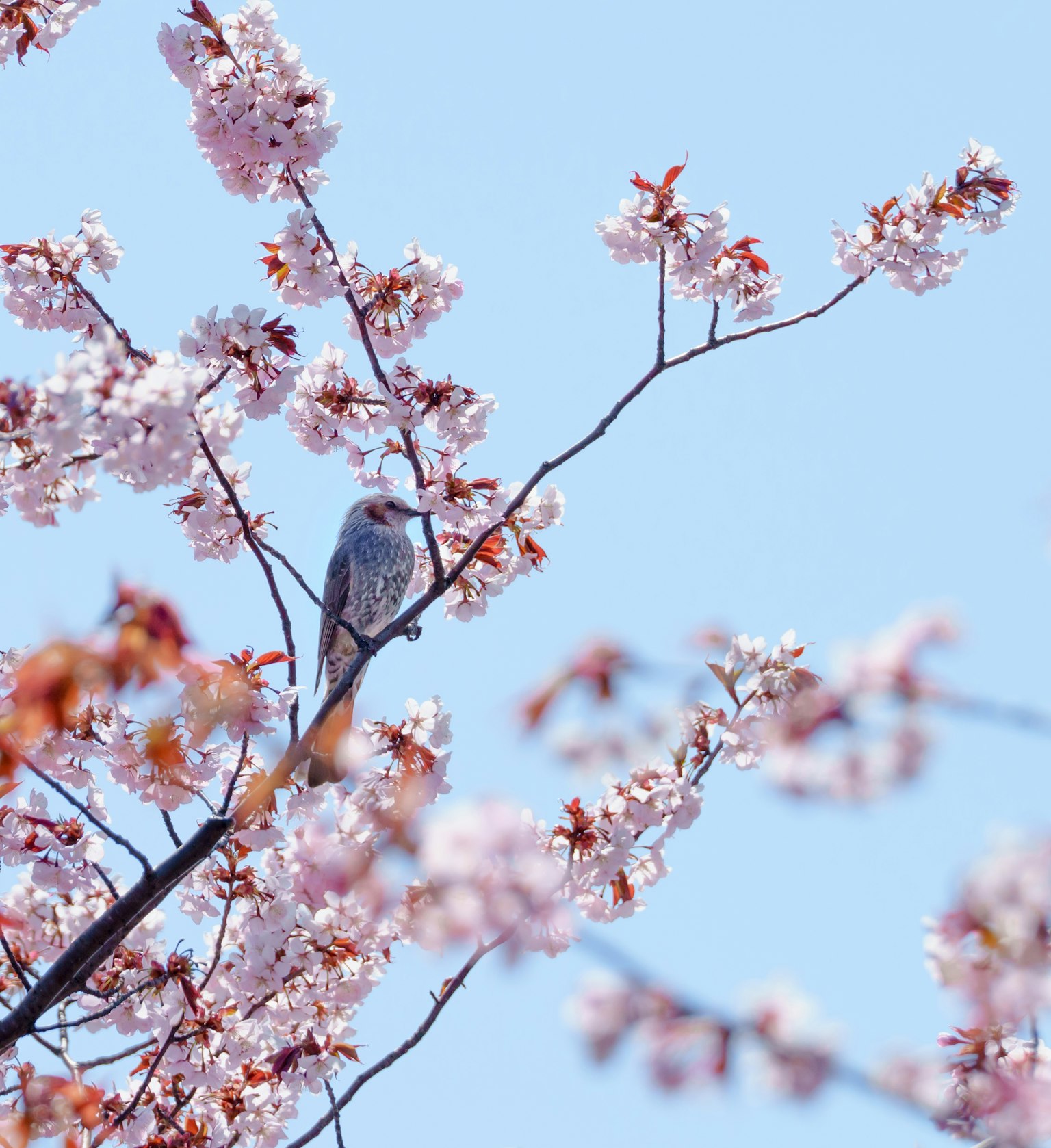 Bird perched on cherry blossom branch against blue sky