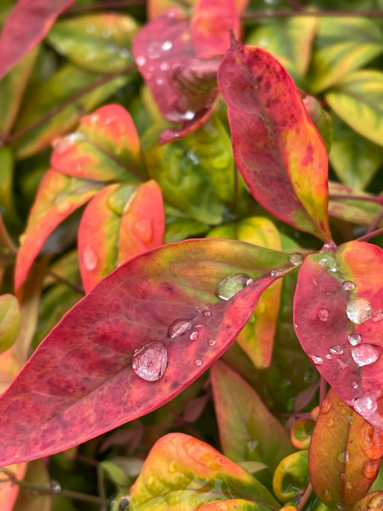 Primer plano de hojas rojas y verdes con gotas de agua