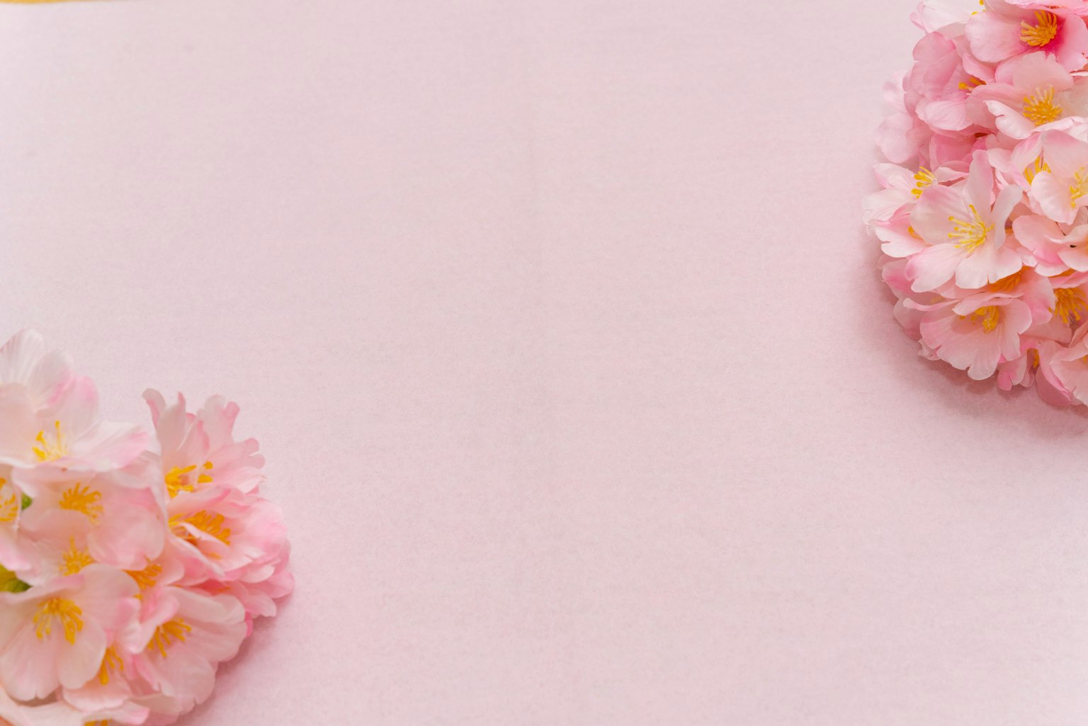 Two pink flowers on a soft pink background