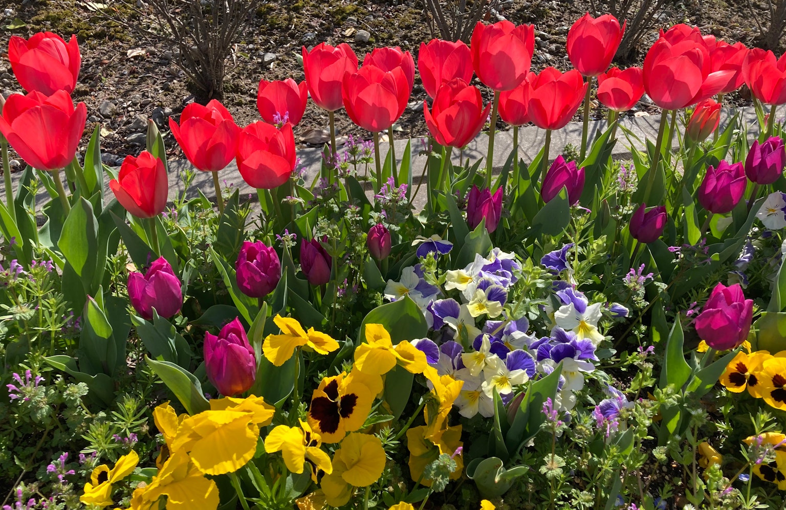 Parterre de fleurs coloré avec des tulipes rouges mélangées à des pensées violettes et jaunes