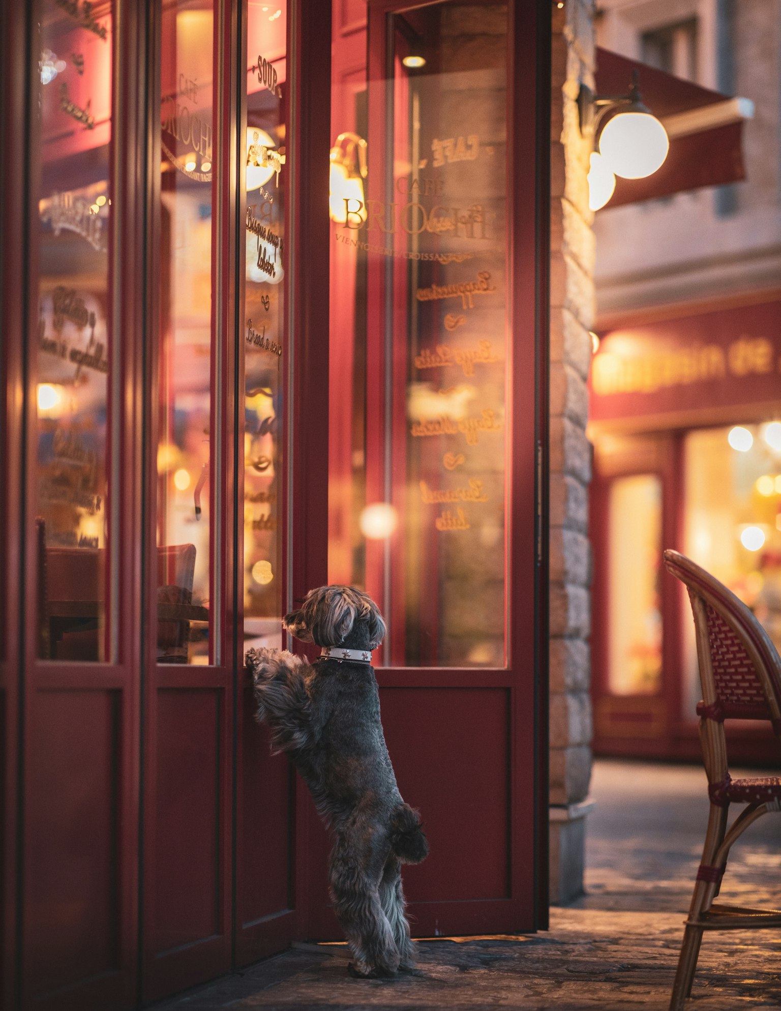 Un perro mirando a través de la puerta de un café