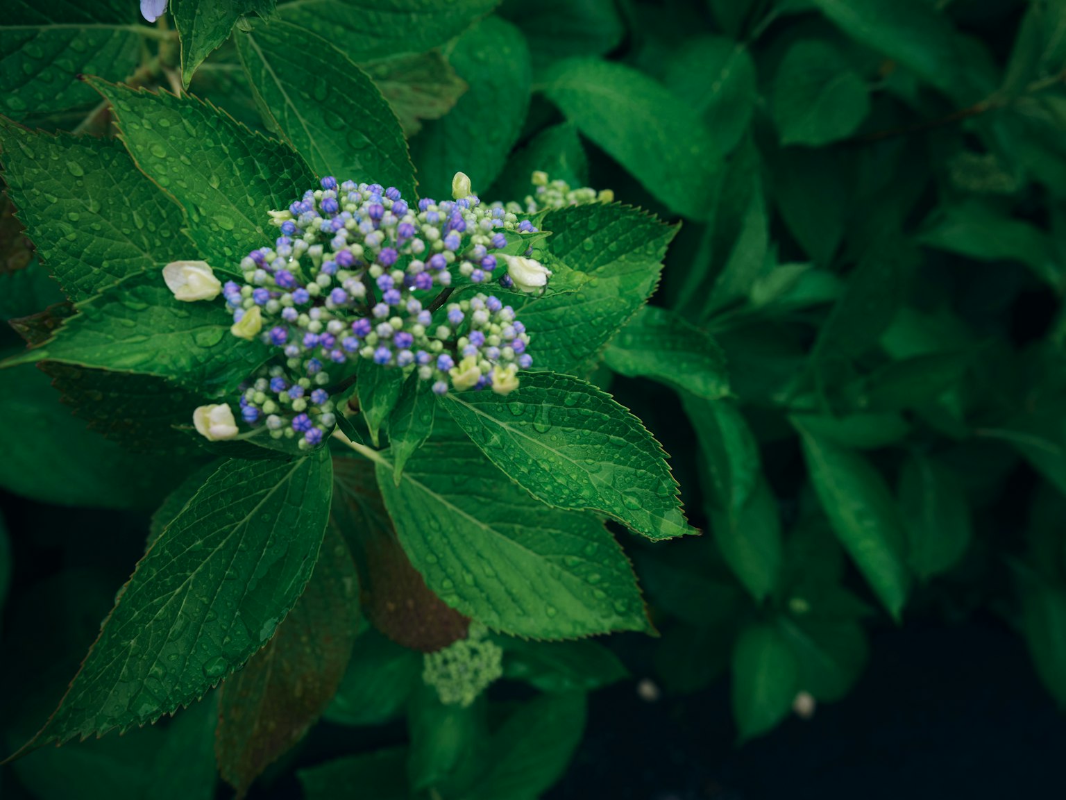 Gros plan d'une plante avec des fleurs violettes sur des feuilles vertes