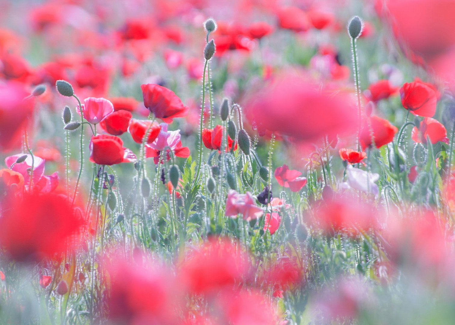 赤いポピーが咲き乱れる花畑の風景